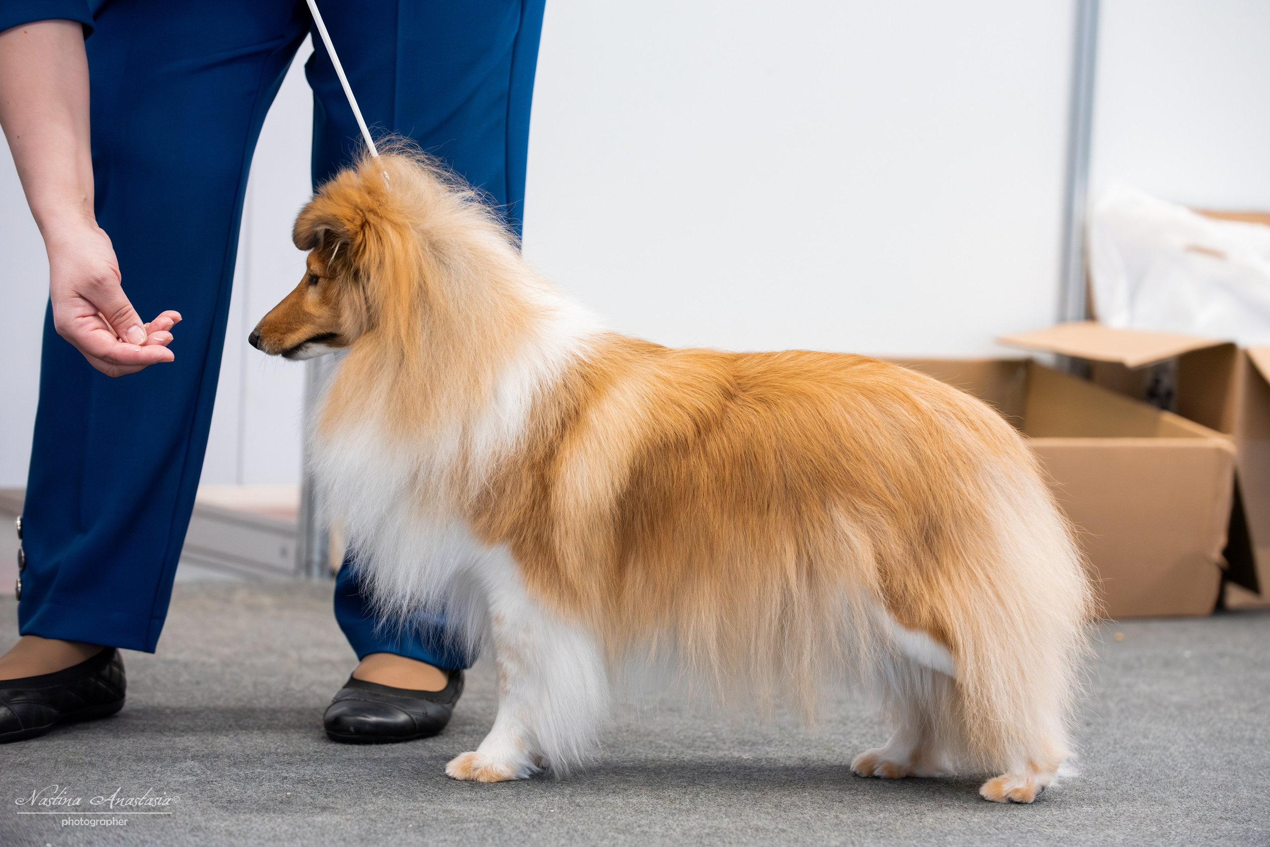 Выставки. Фотограф — Анималист