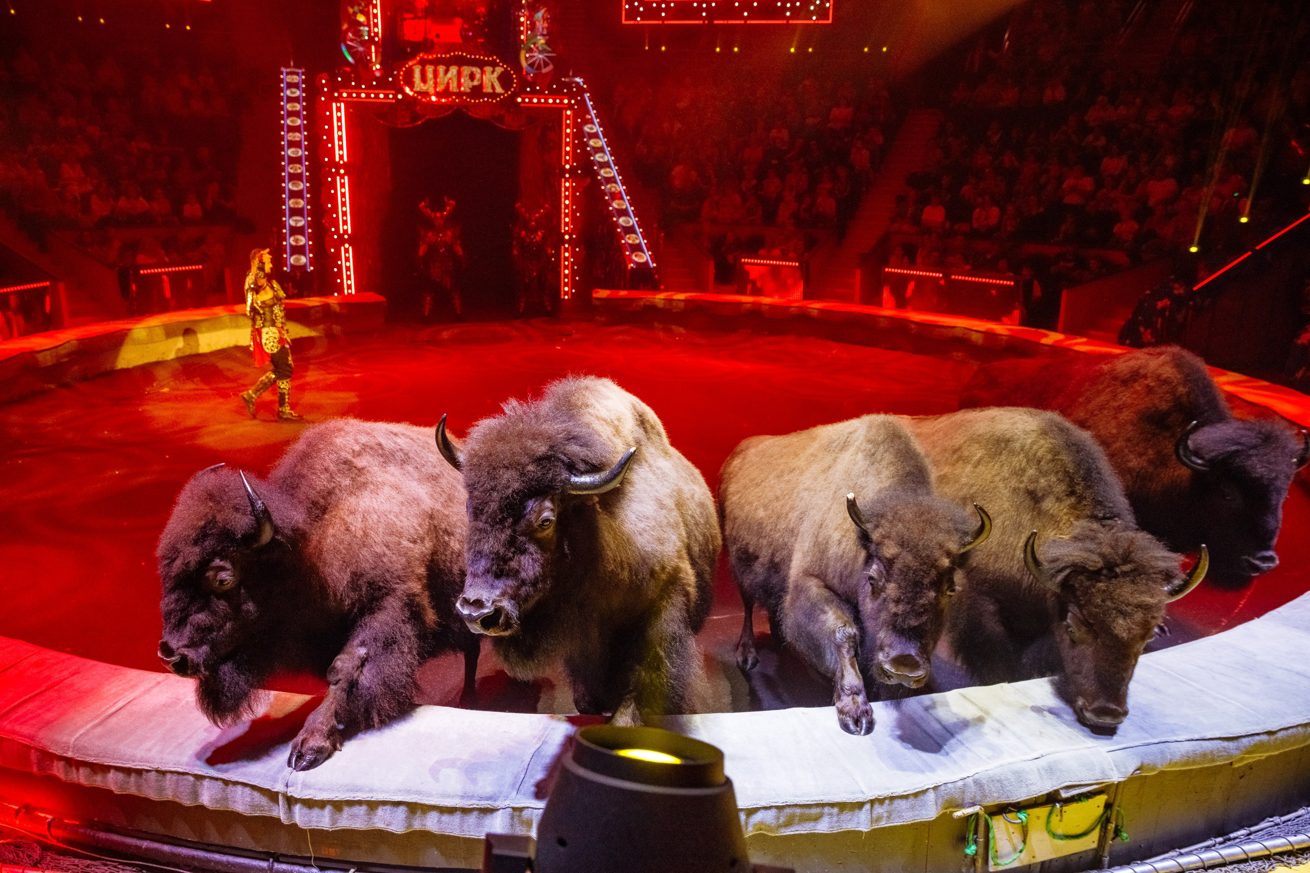 Сочинский росгорцирк Шоу Гии Эрадзе цирк. Профессиональный фотограф в Сочи Виктория Джой. Обучение