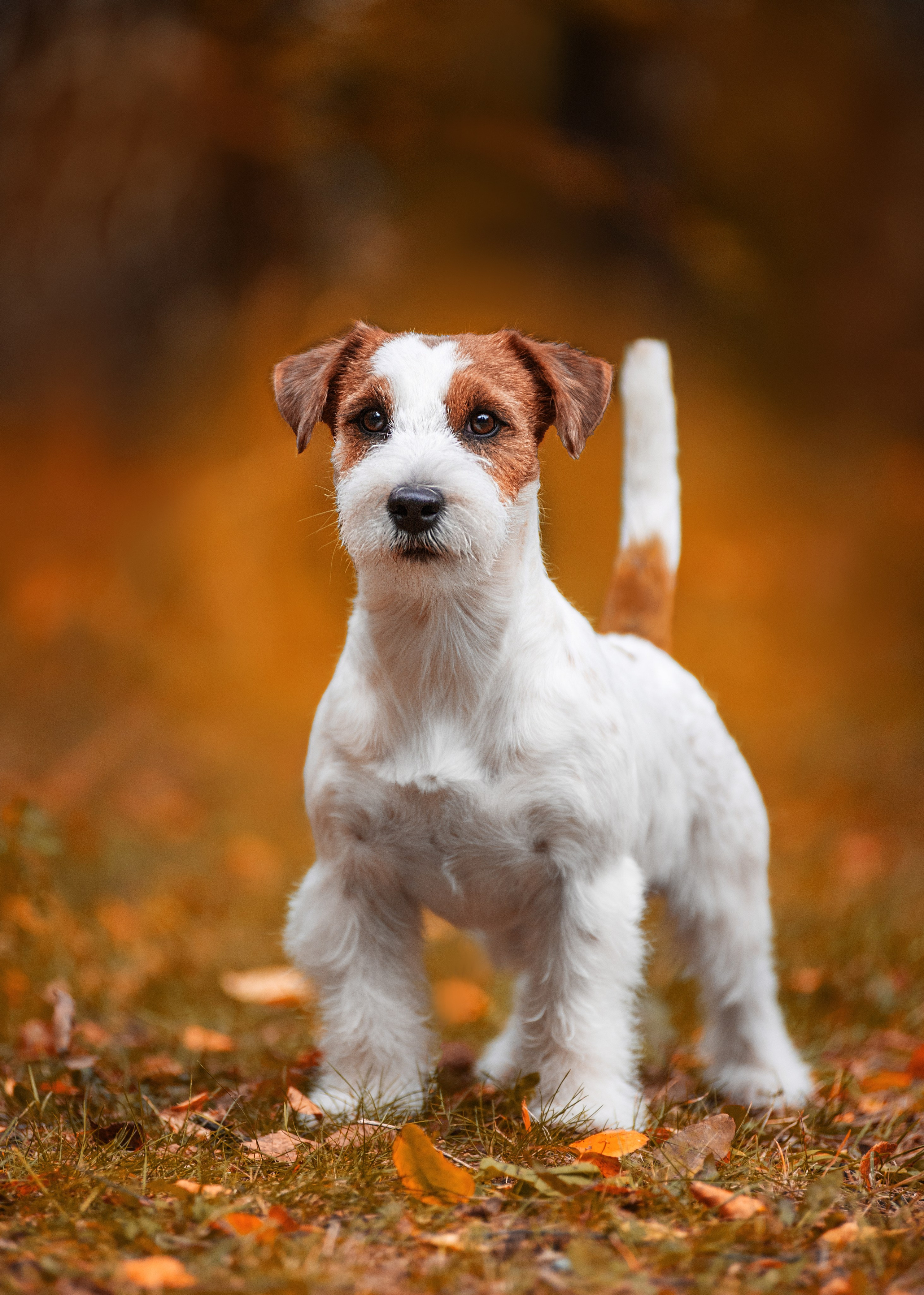 Осень с рыжими собаками. Дог-фотограф в Тюмени Александра Королева