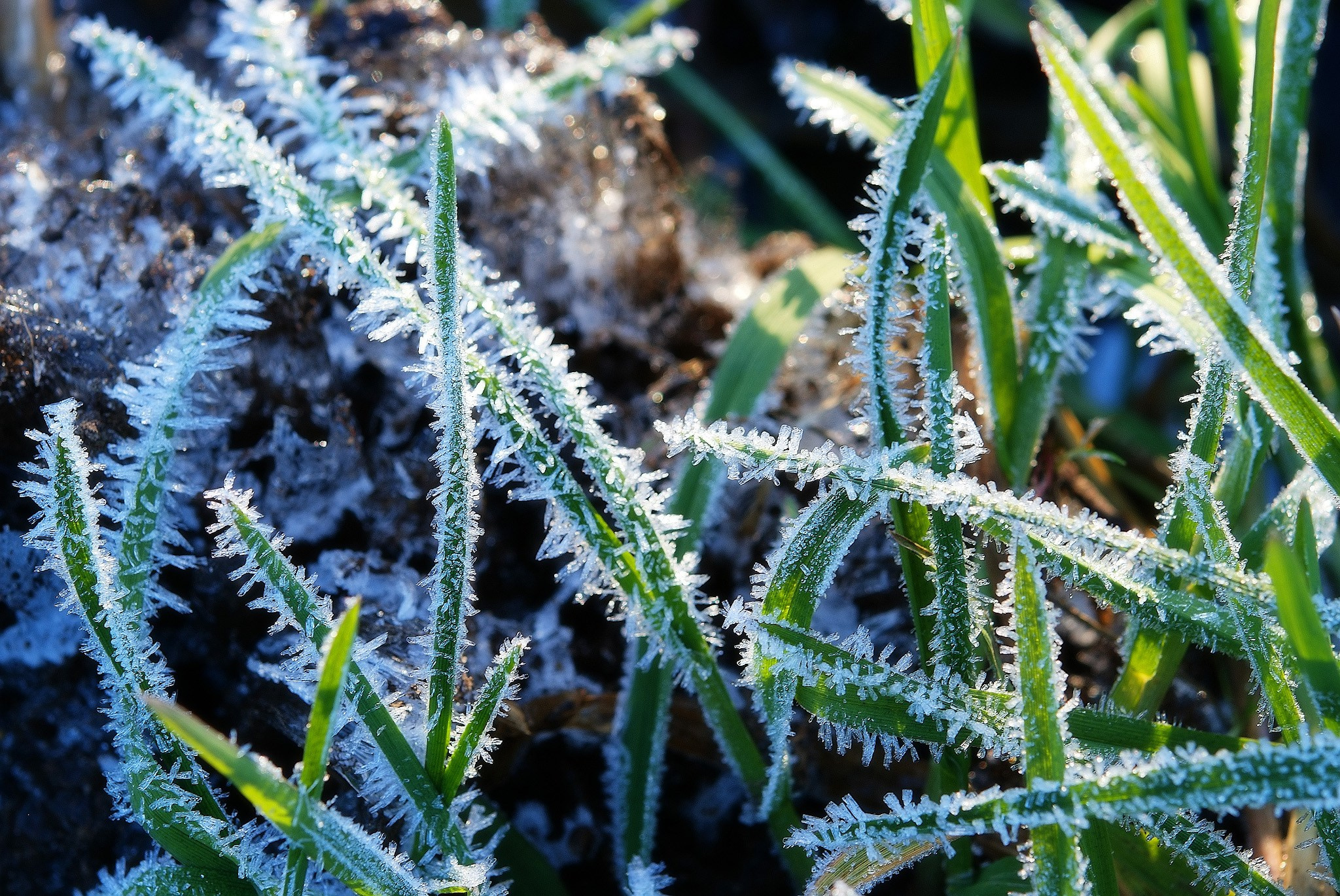 Первый иней на зелёной траве.