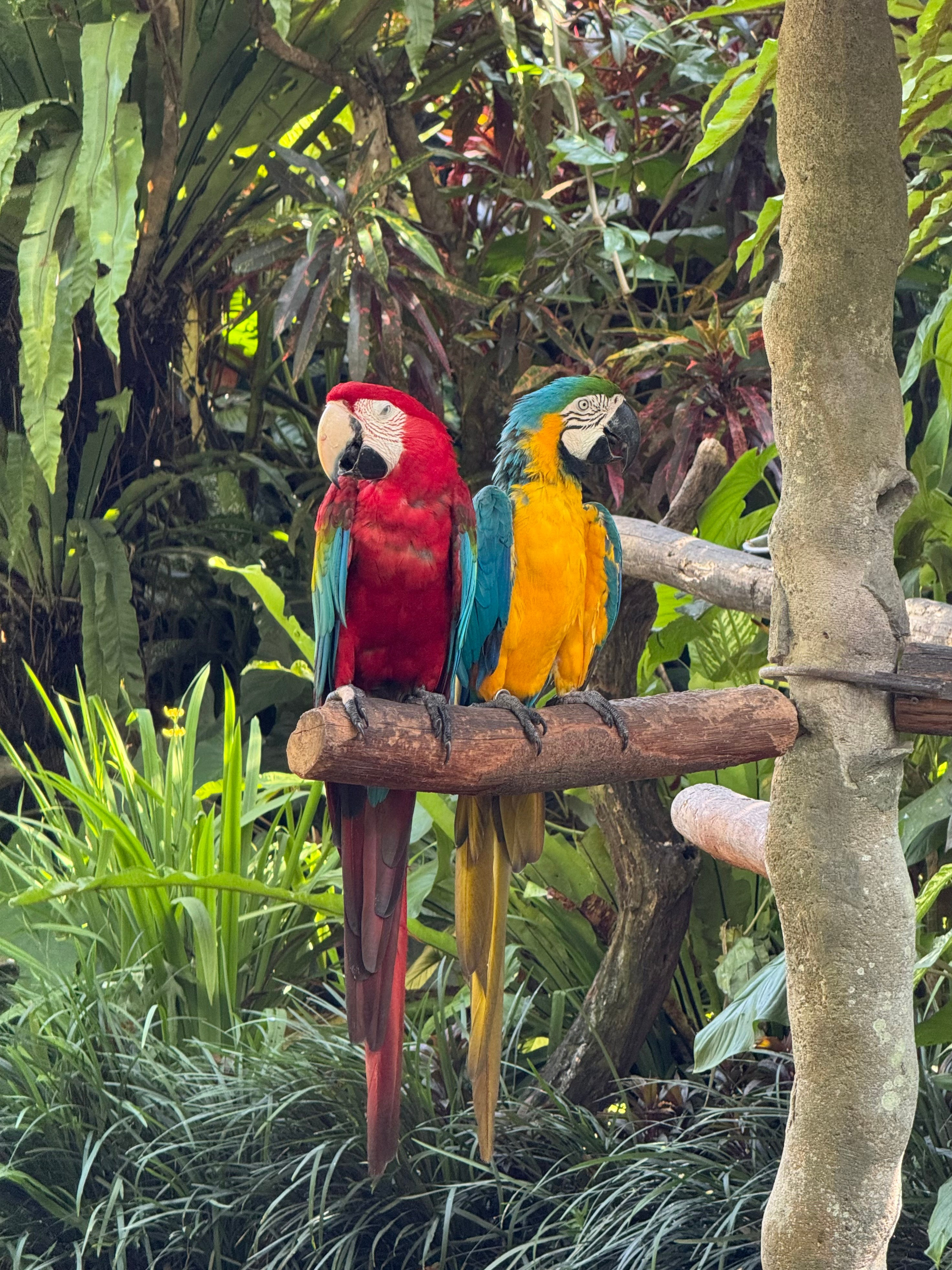 Бали. Убуд 2025. А вот и да!