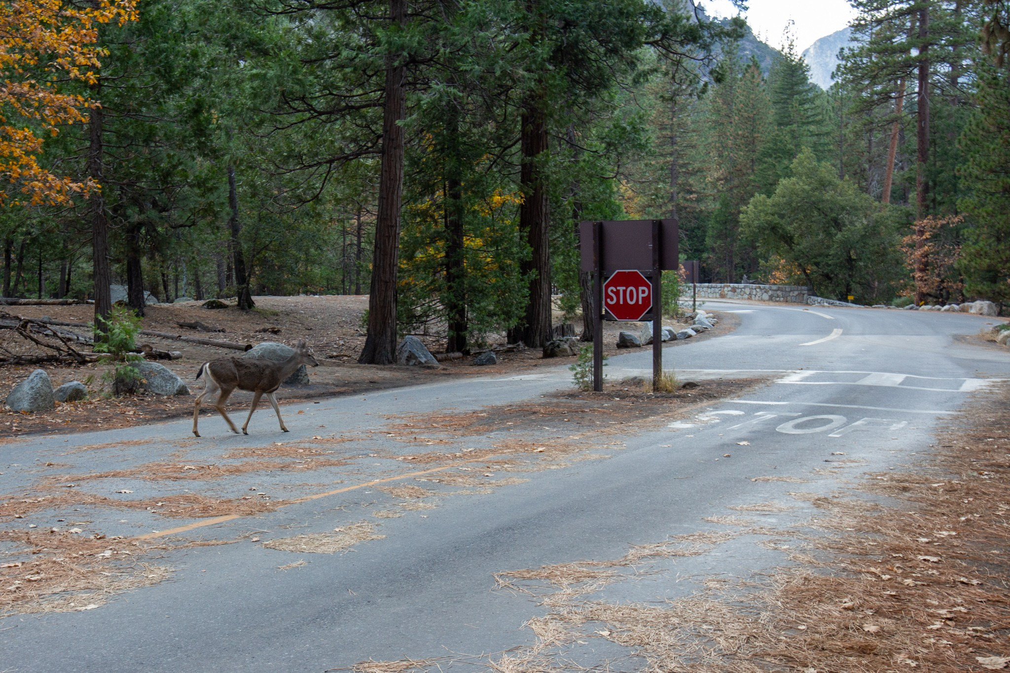 Парк Yosemite, США, 2013. Фотограф Василий Буланов