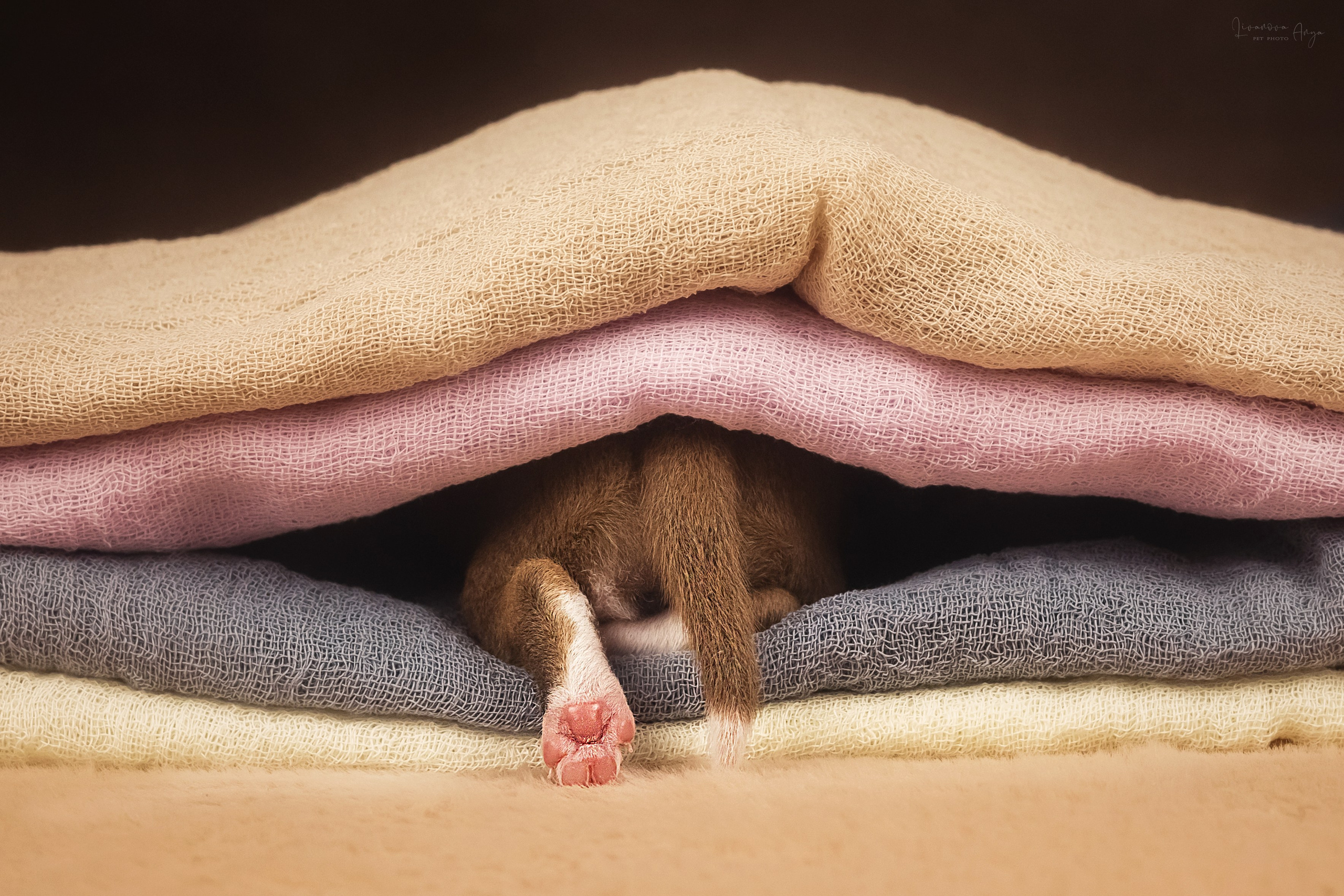 Басеньки. Фотограф анималист Аня Ливанова | Рыбинск