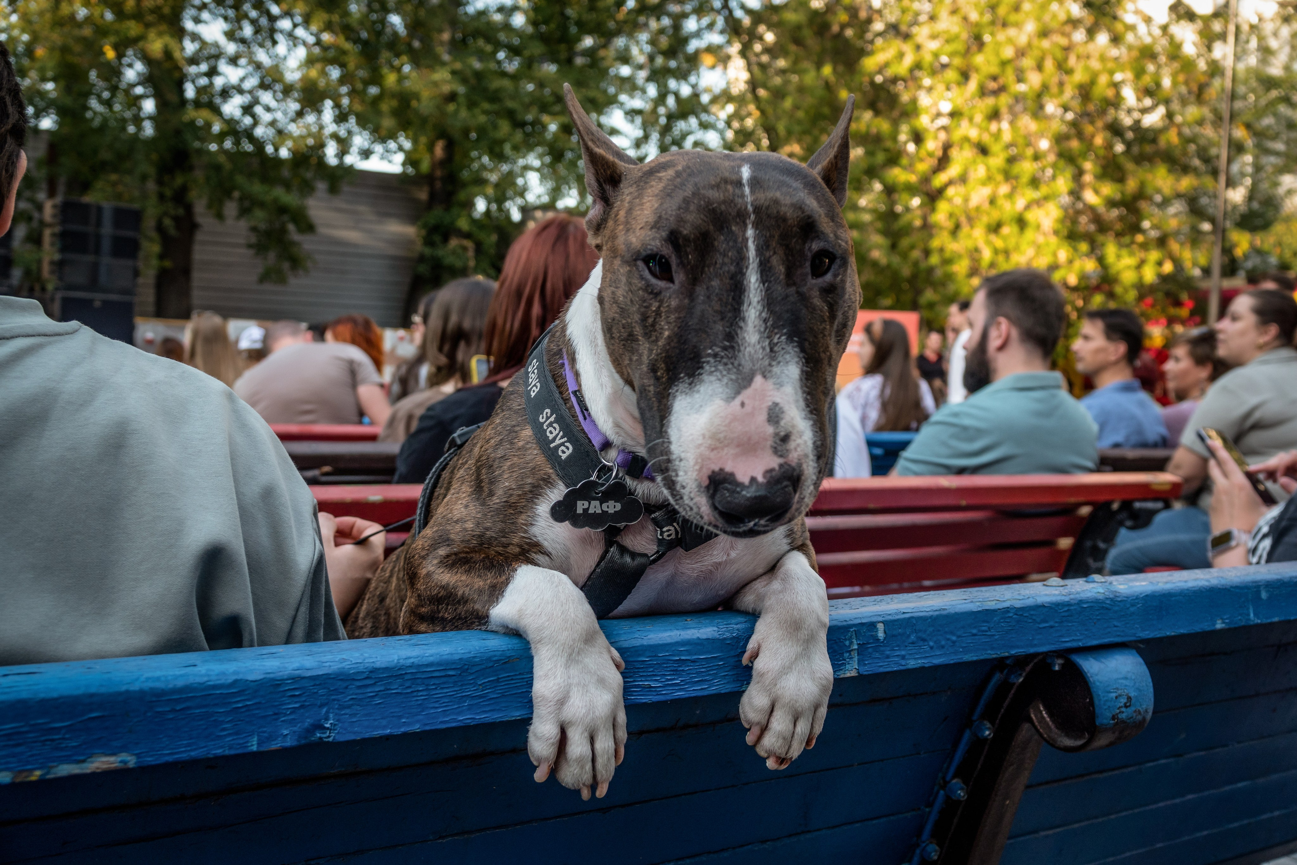 Petshop Days 2024. Фотограф-анималист в Москве Юлия Лайхо