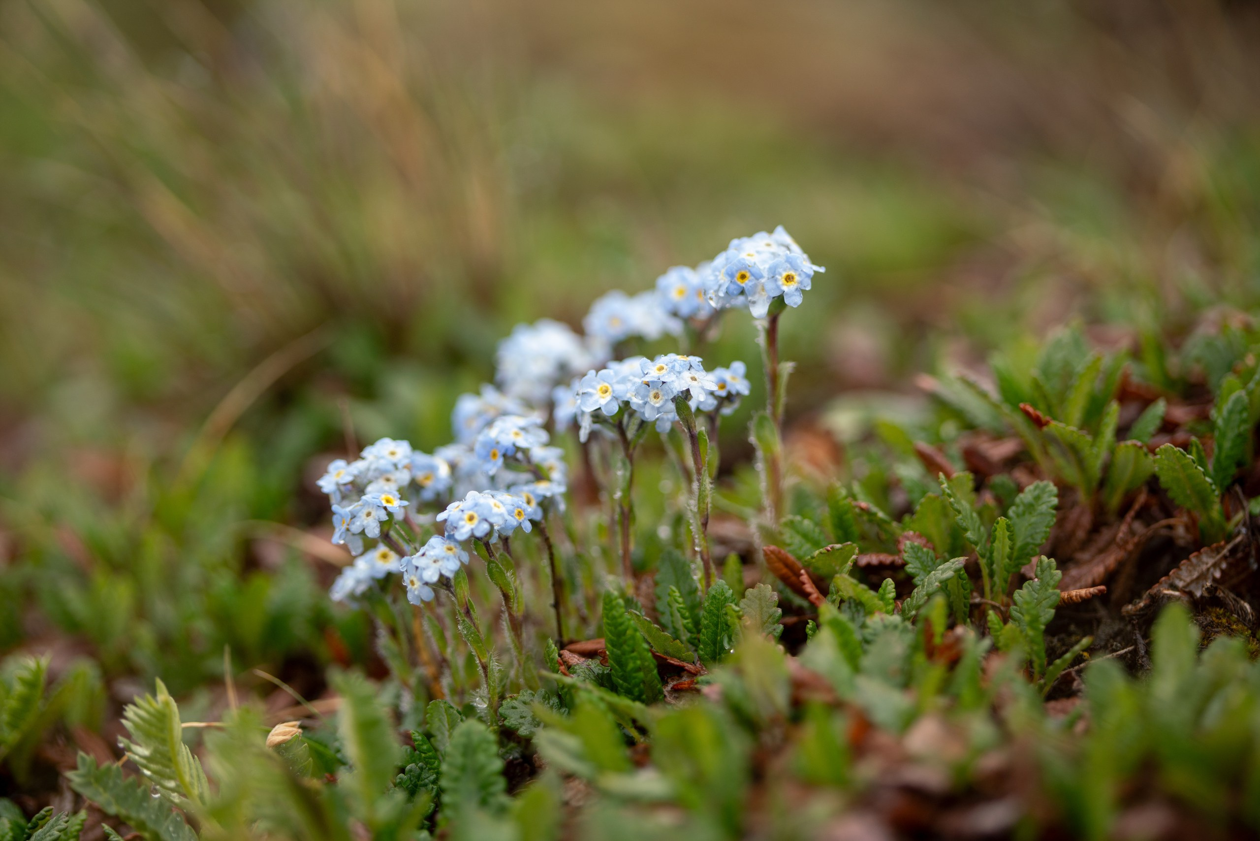 Тува. Фотограф в Красноярске Нерозя Александр. Пейзаж, природа, портрет