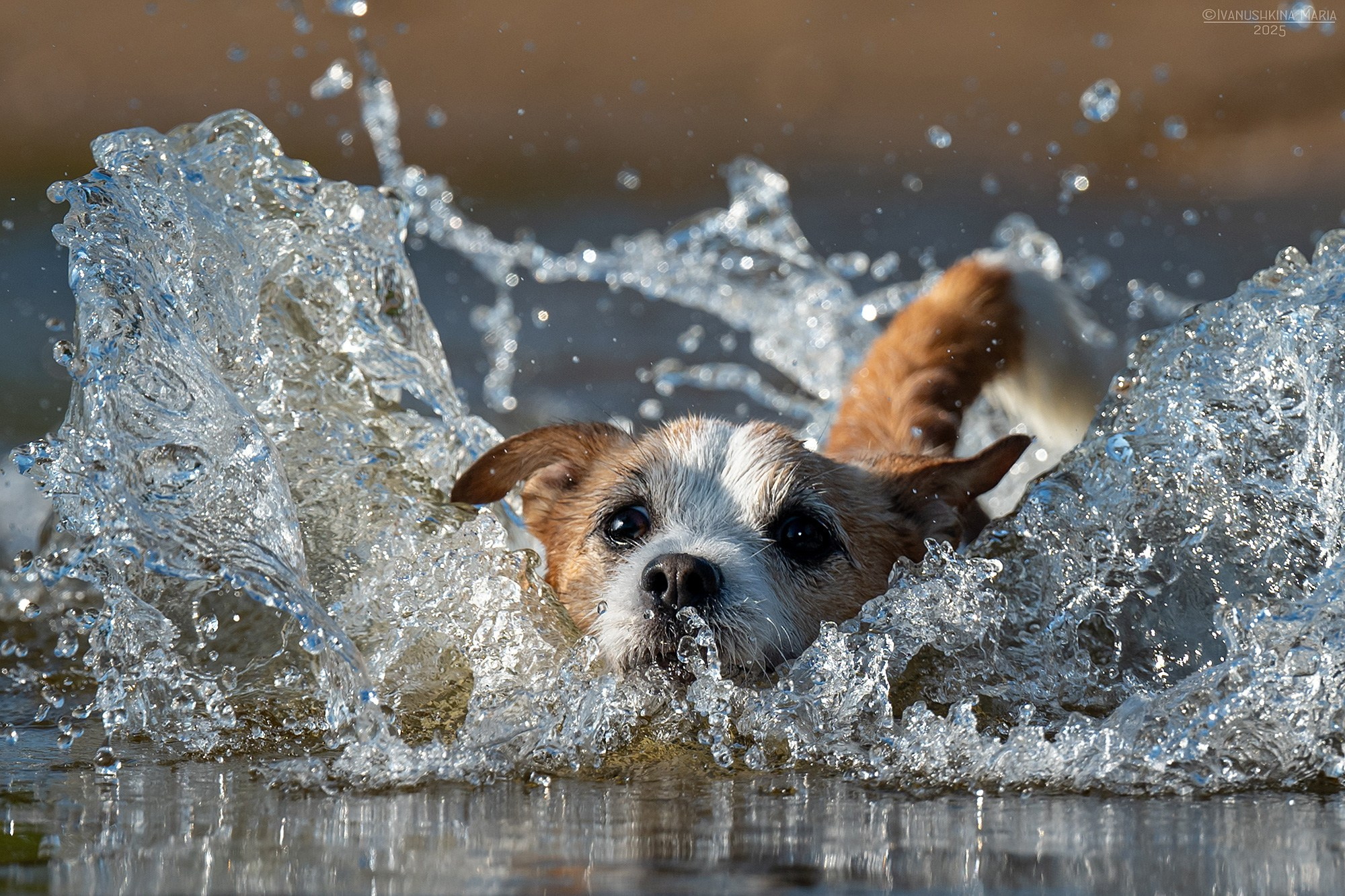 Фотограф-анималист. Фотограф собак в Москве и Московской области Иванушкина Мария