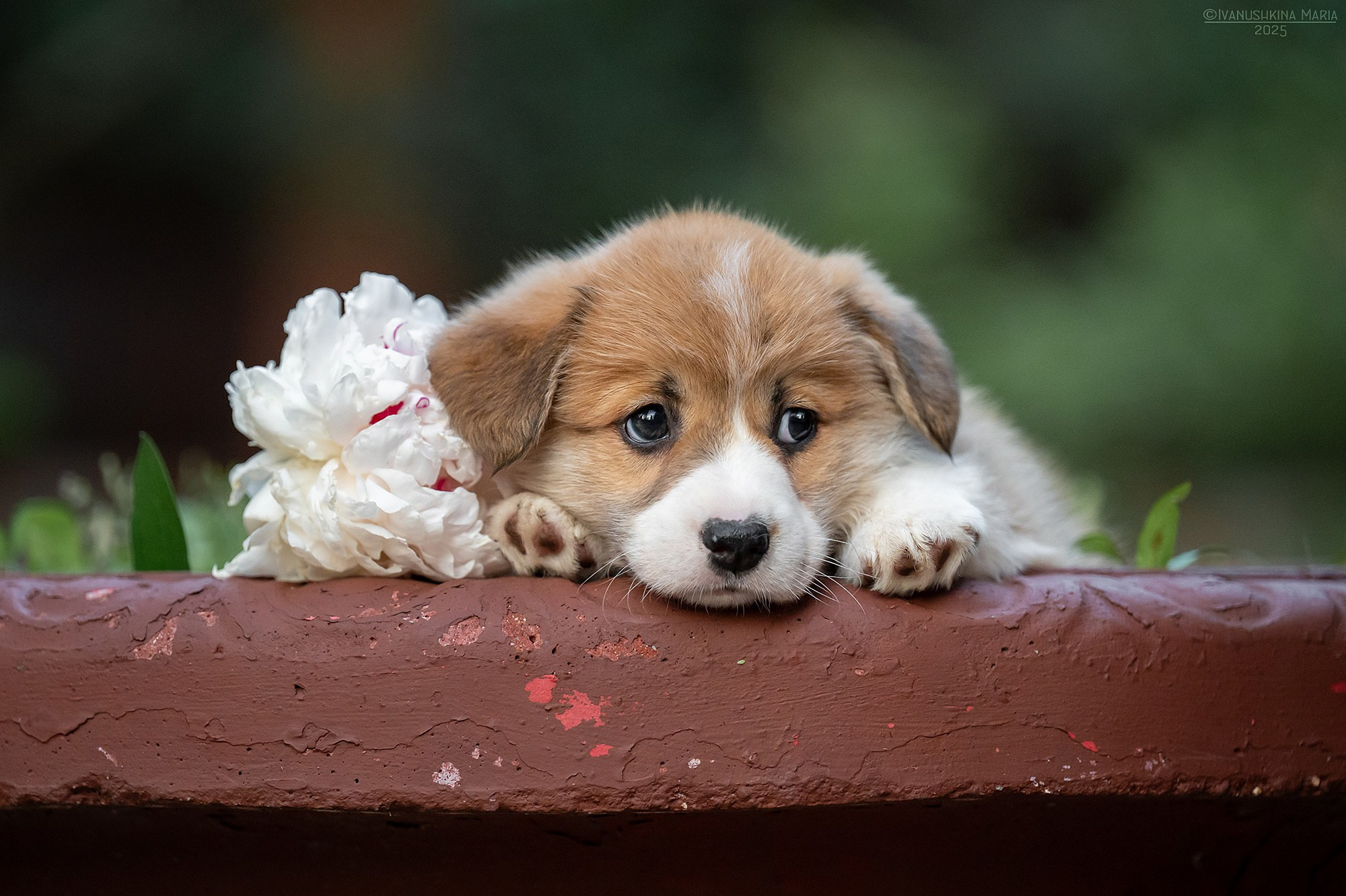 Фотосессия щенков на продажу. Фотограф собак в Москве и Московской области Иванушкина Мария