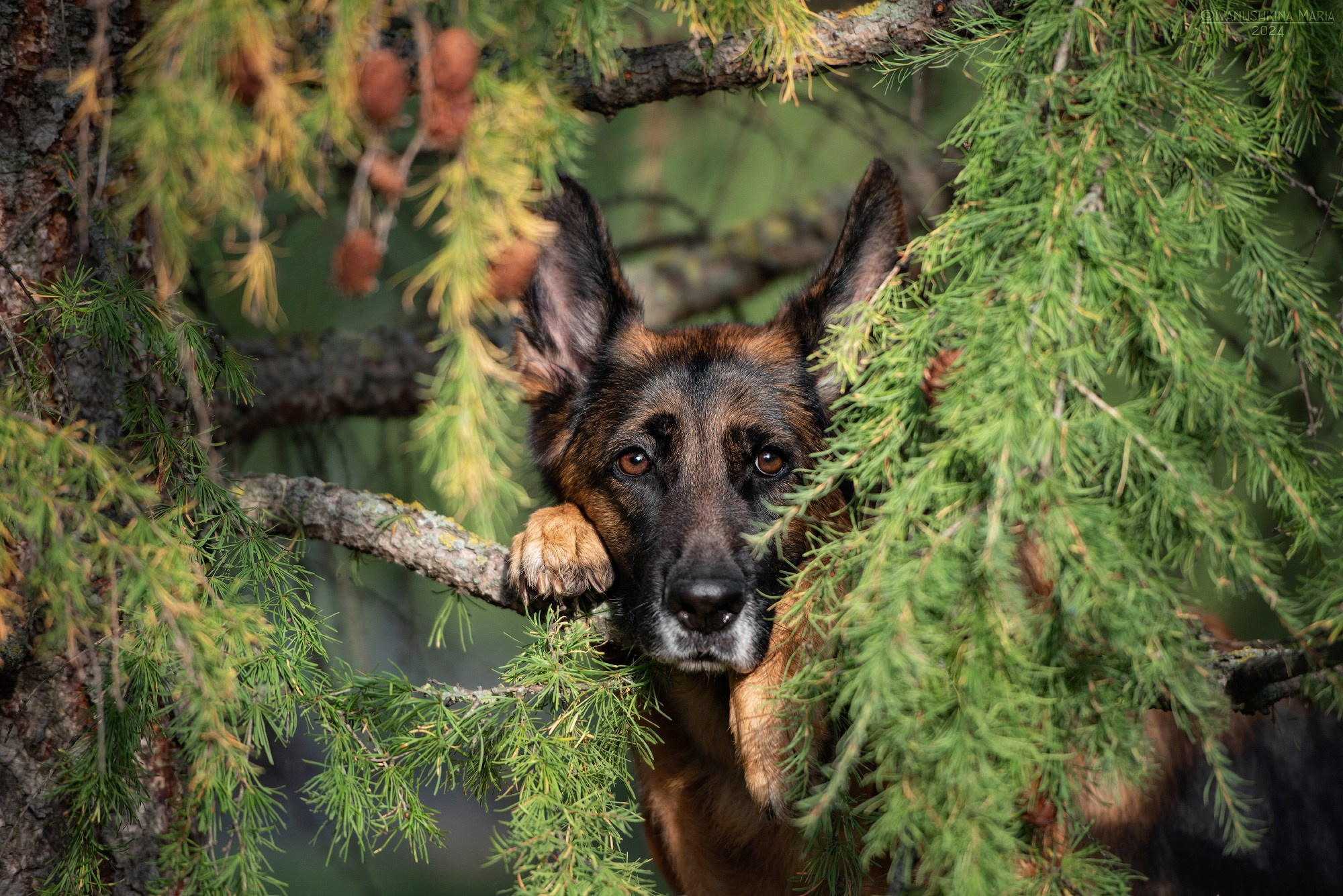 Фотограф-анималист. Фотограф собак в Москве и Московской области Иванушкина Мария