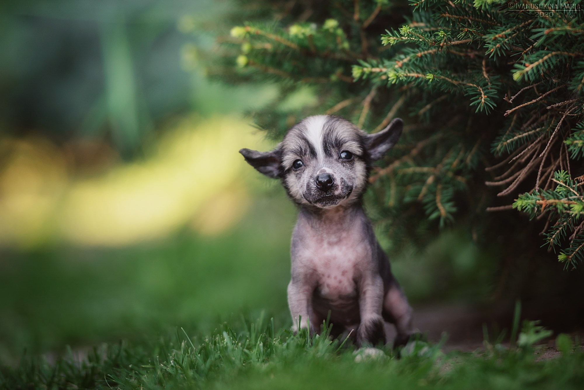 Фотосессия щенков на продажу. Фотограф собак в Москве и Московской области Иванушкина Мария