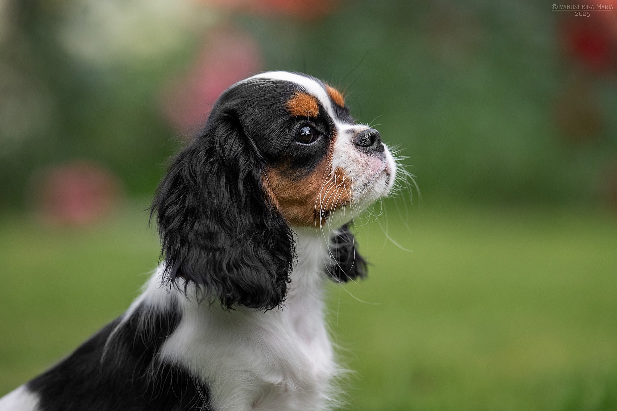 Фотосессия щенков на продажу. Фотограф собак в Москве и Московской области Иванушкина Мария