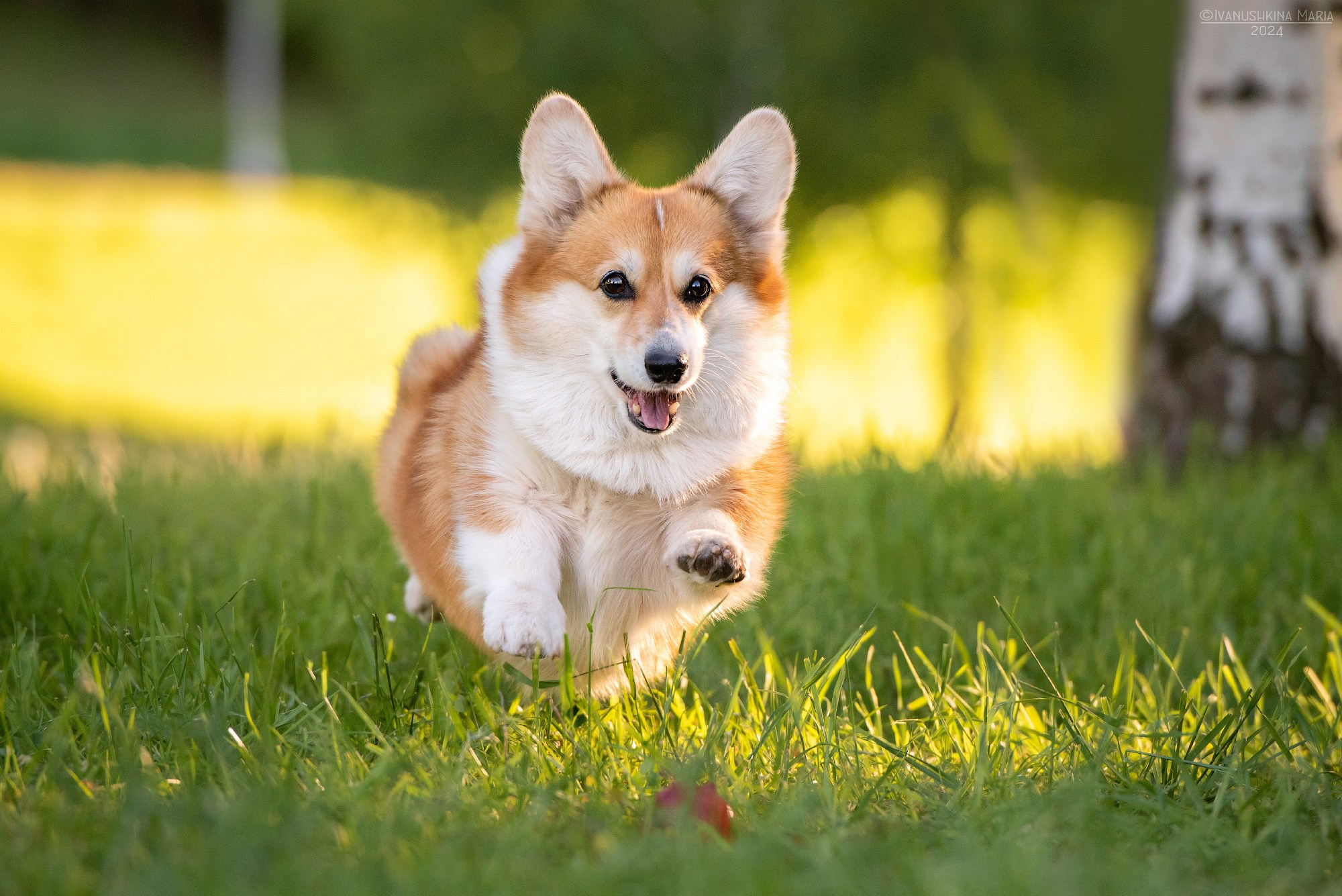 Фотограф-анималист. Фотограф собак в Москве и Московской области Иванушкина Мария