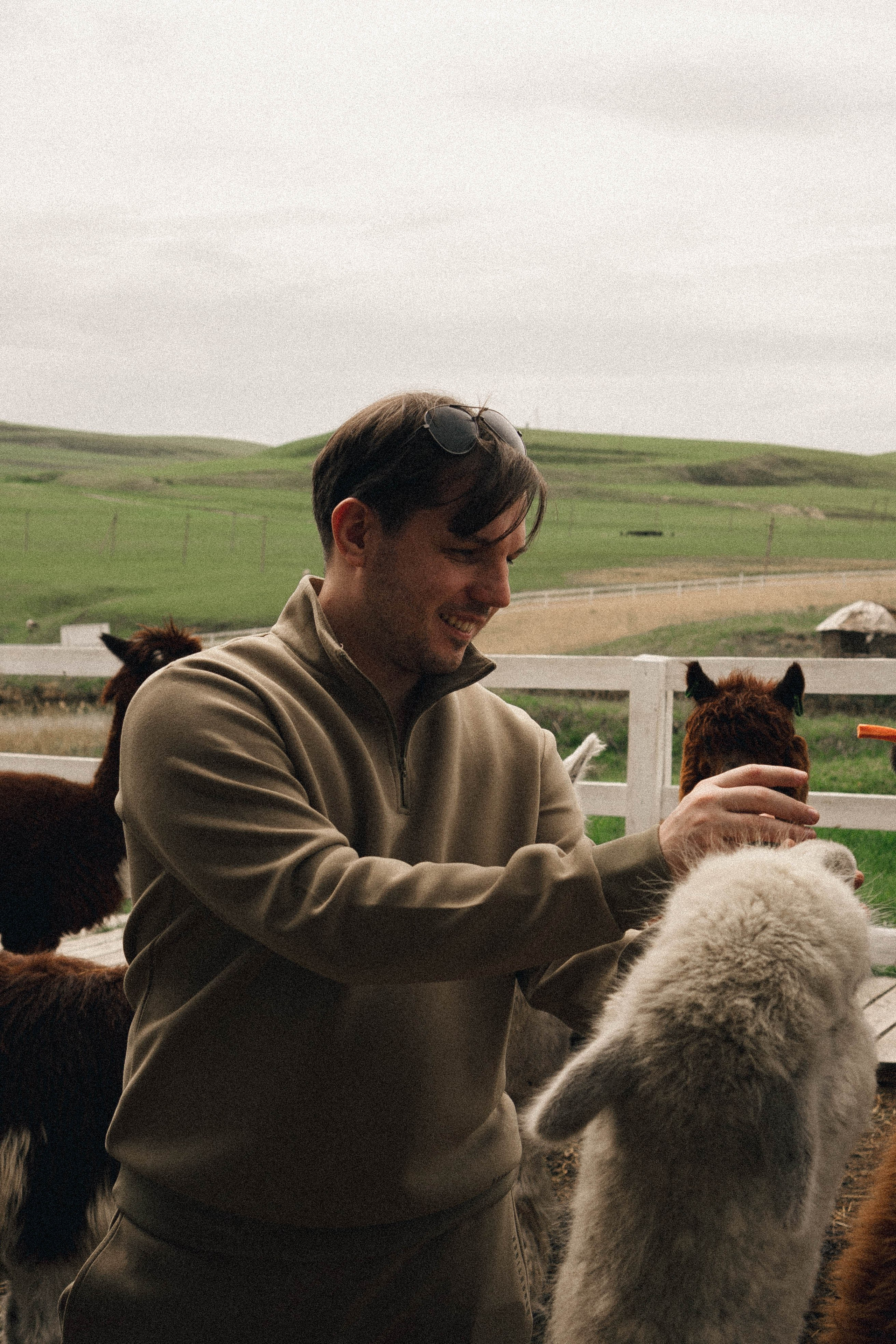 Ферма Альпак. Профессиональный фотограф, Санкт-Петербург — Виктория Богомолова