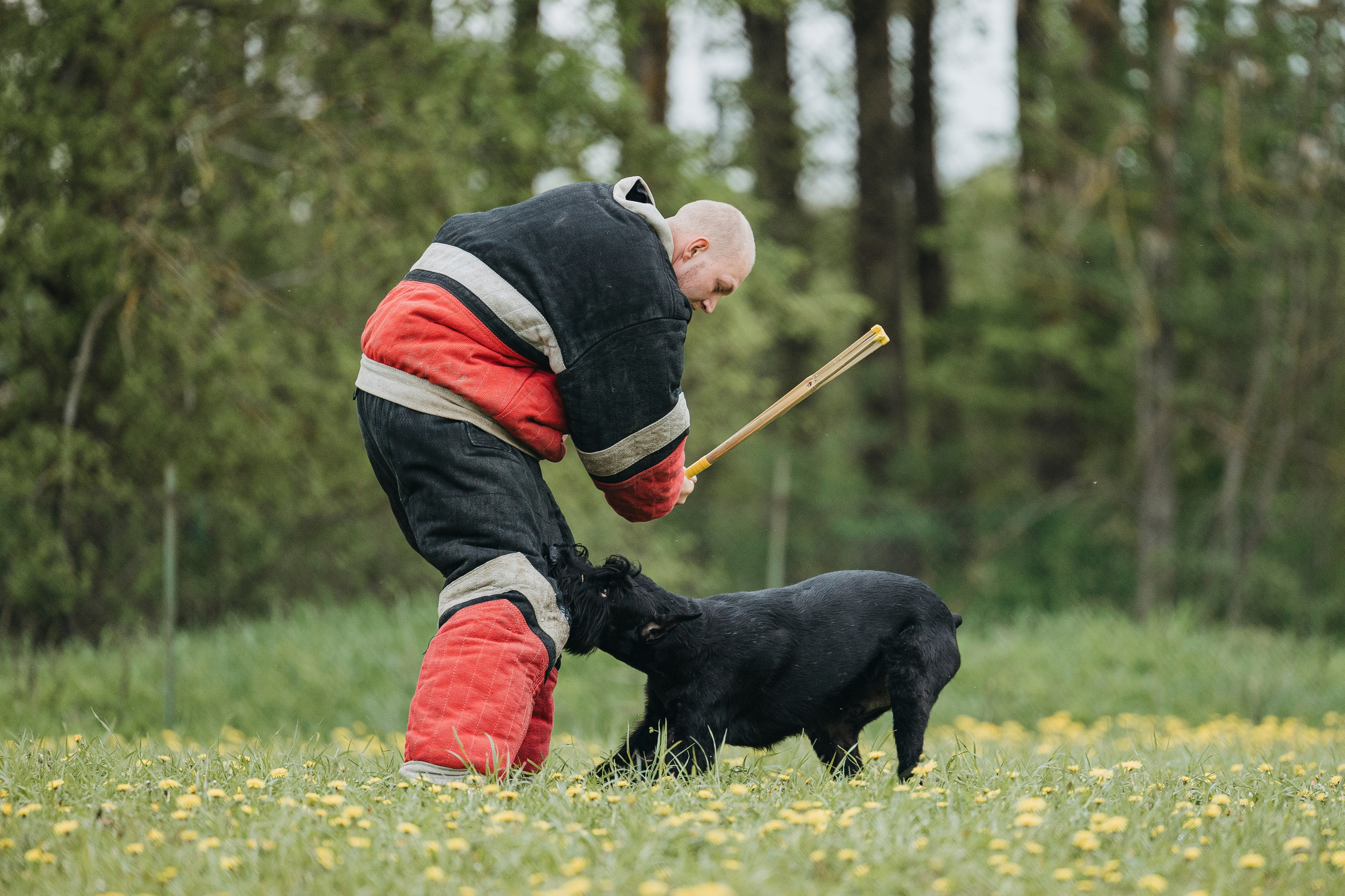 26.05.25 г. Пушкин квалификационные соревнования. Фотограф-анималист Анна Маринич