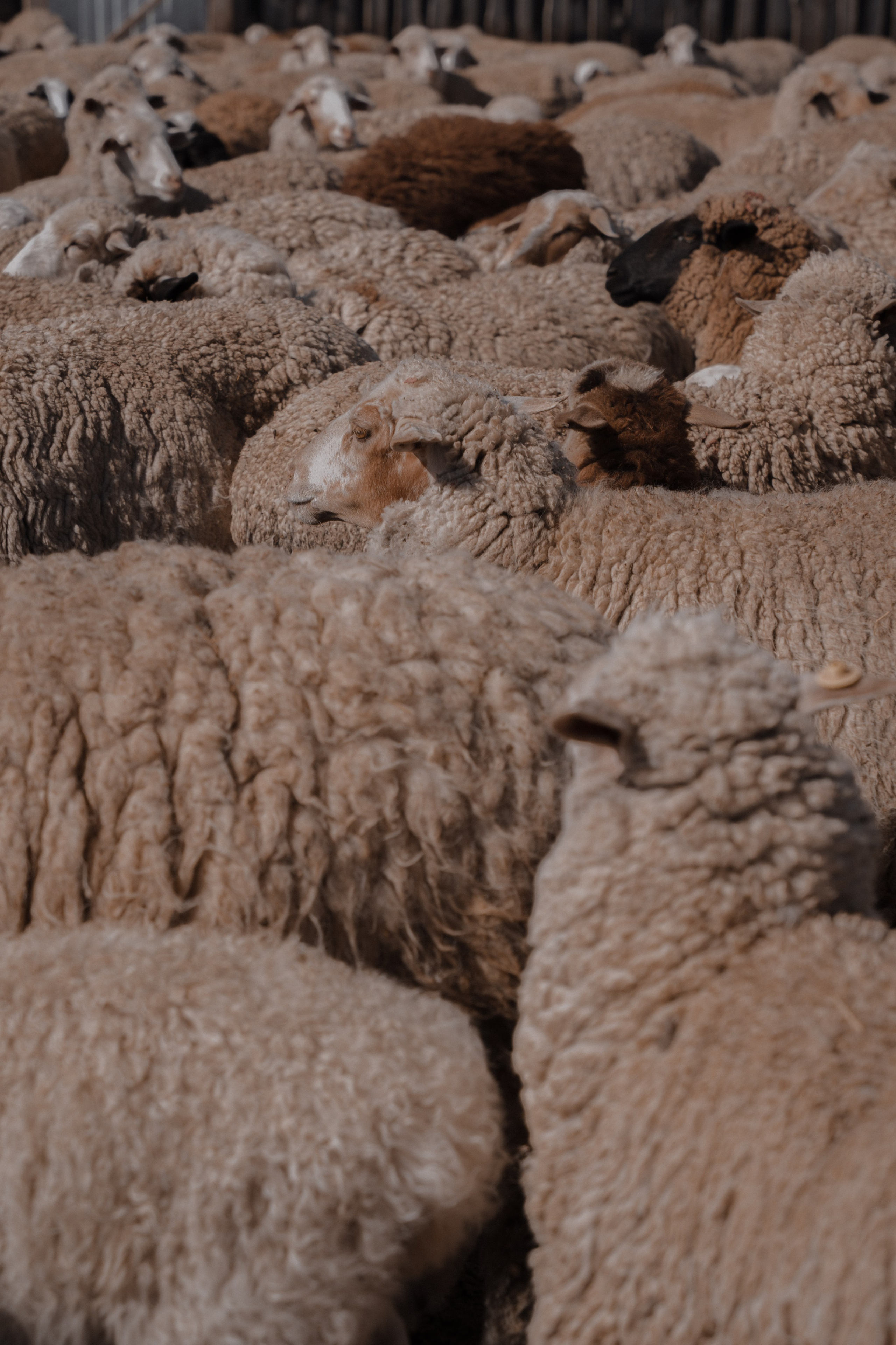 Калмыкия I Май 2024. Commercial photographer Natalia Bychkova