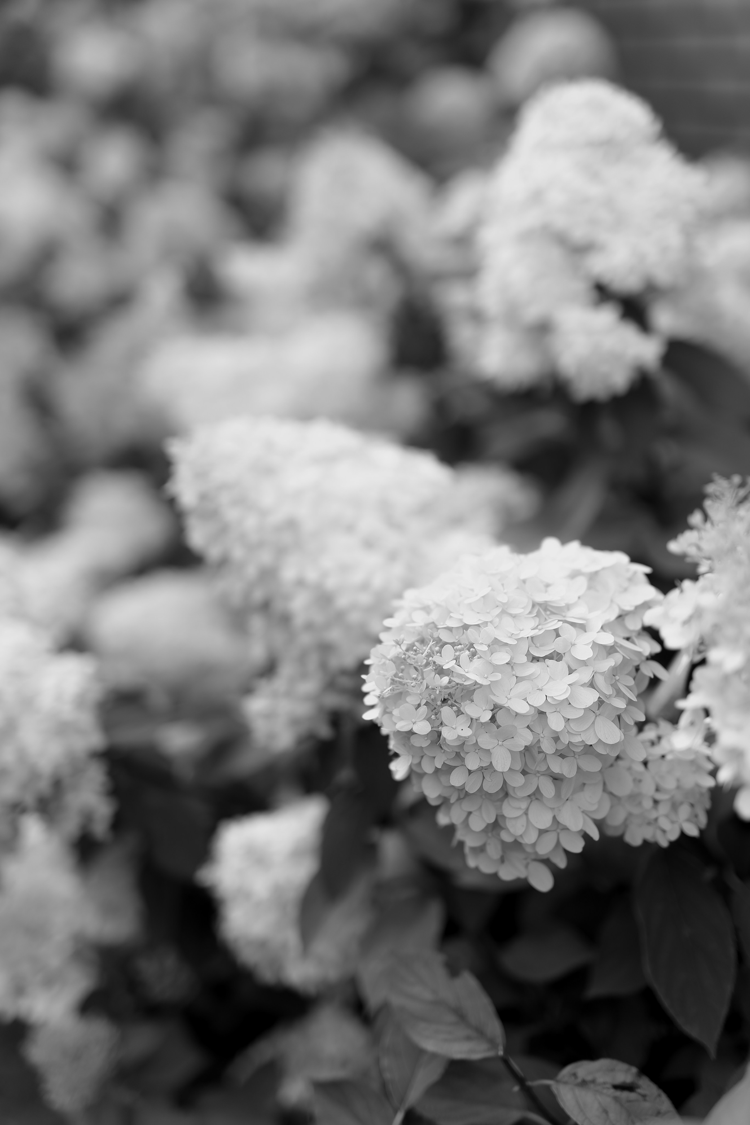 Свадьба Артёма и Ксении. Фотограф Кольчугино/Владимир/Москва Елизавета Иода