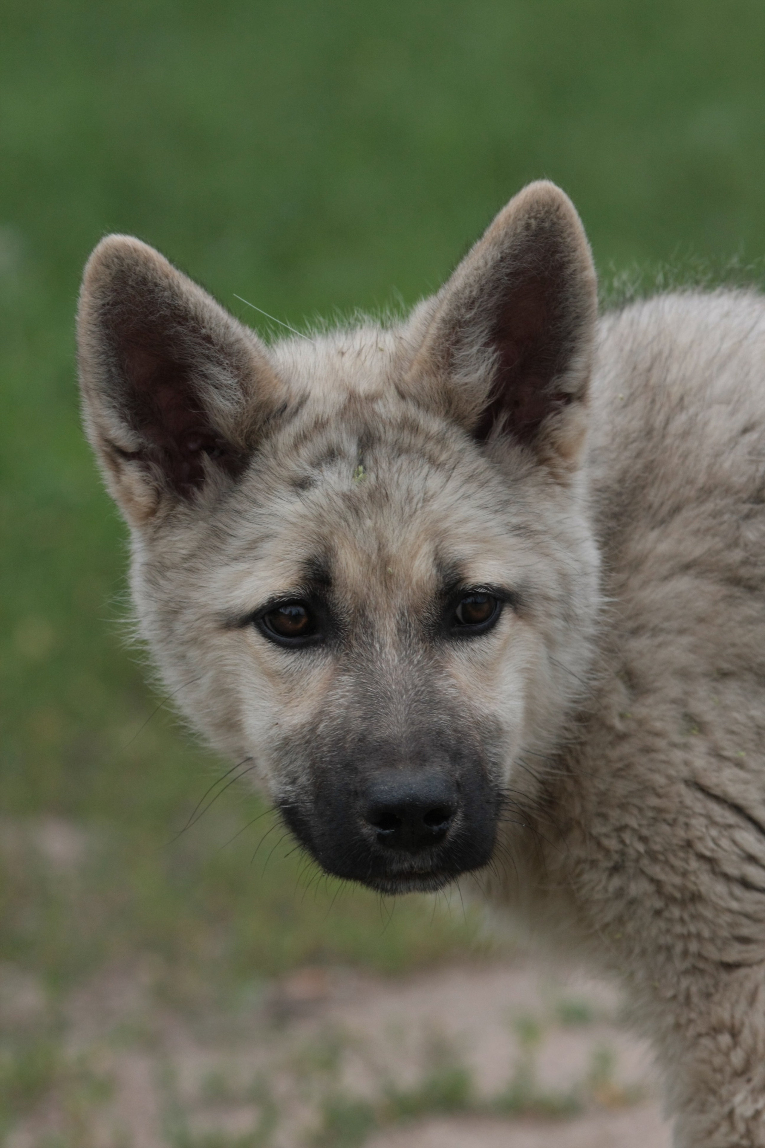 Фото Природы Забайкалья. Студия Максима Белослюдцева
