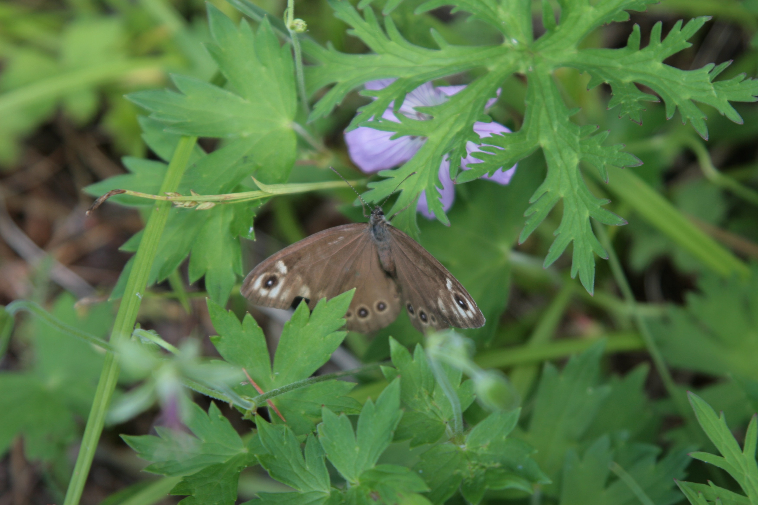 Фото Природы Забайкалья. Студия Максима Белослюдцева