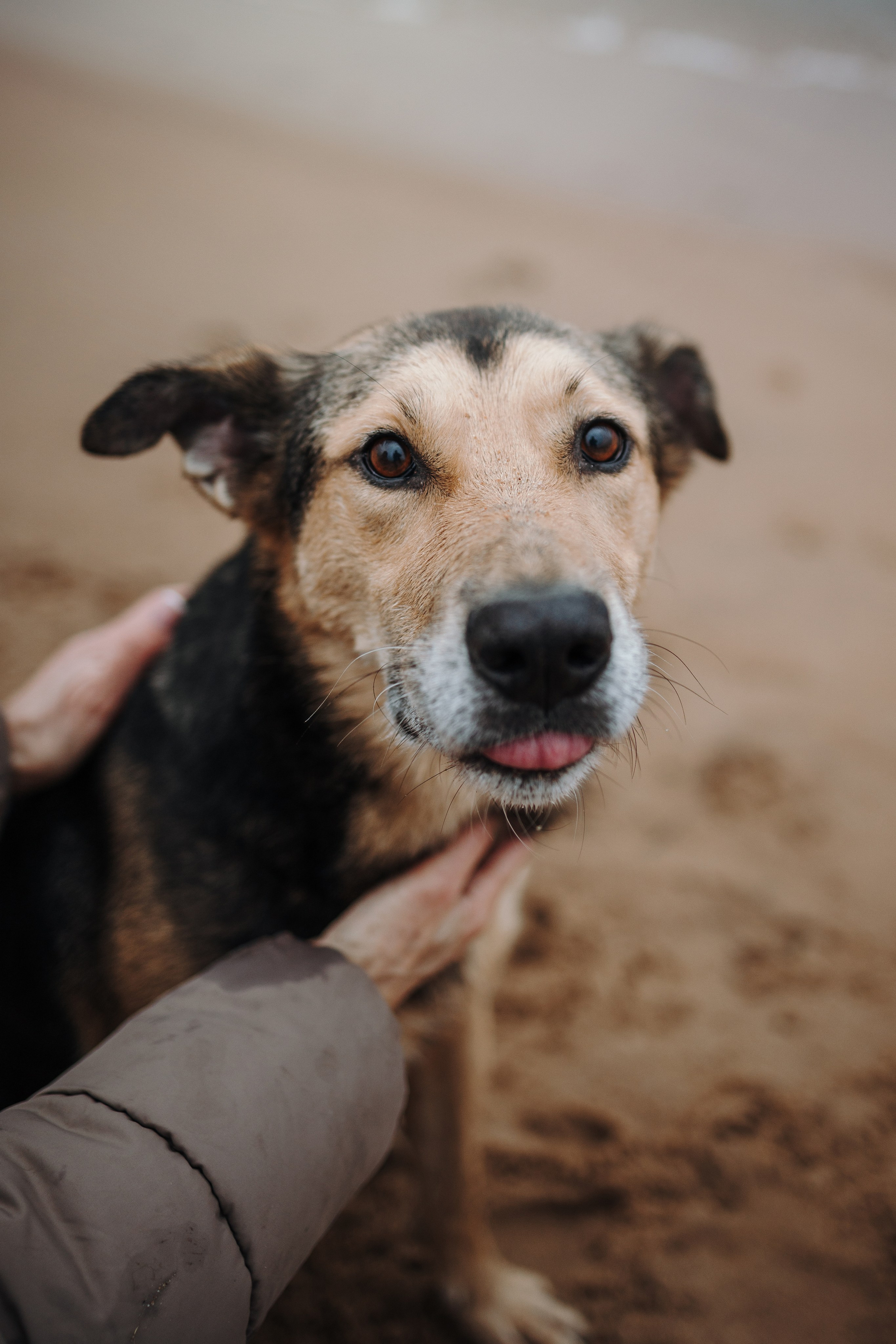 Наталья и Того. Фотограф — Анималист | Санкт-Петербург