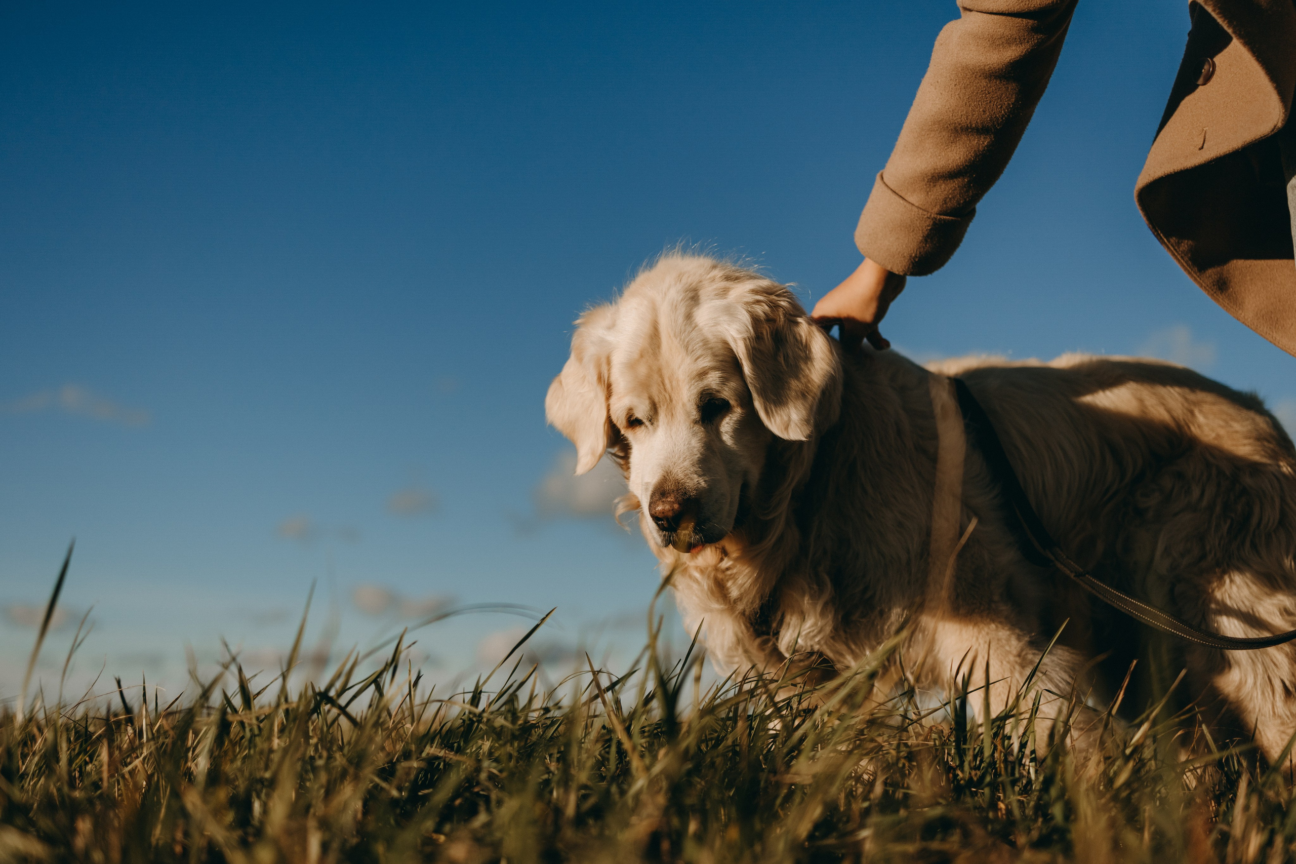 Лера и Скай. Фотограф — Анималист | Санкт-Петербург