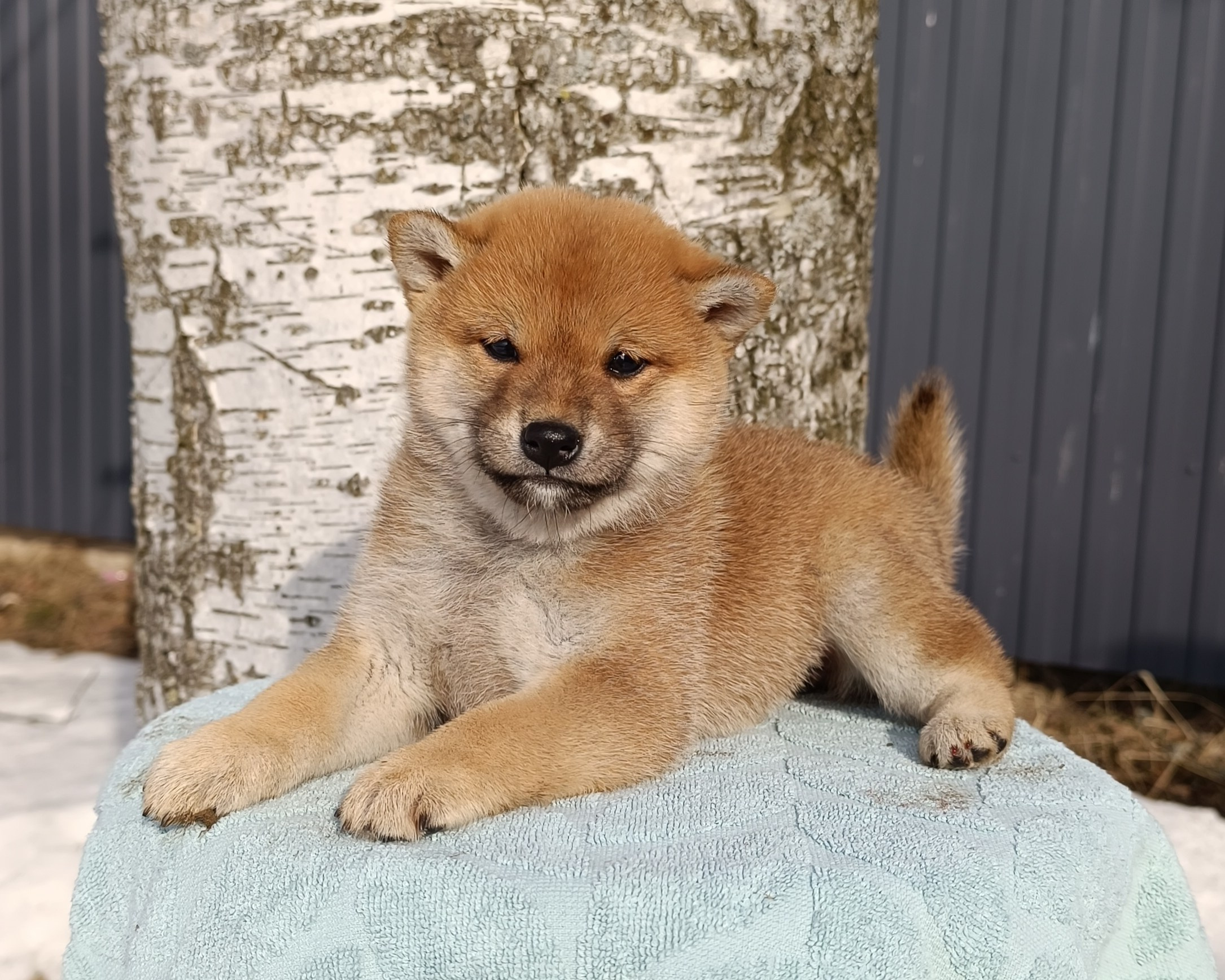 Сиба Rubylight Emma питомник Рубилайт 