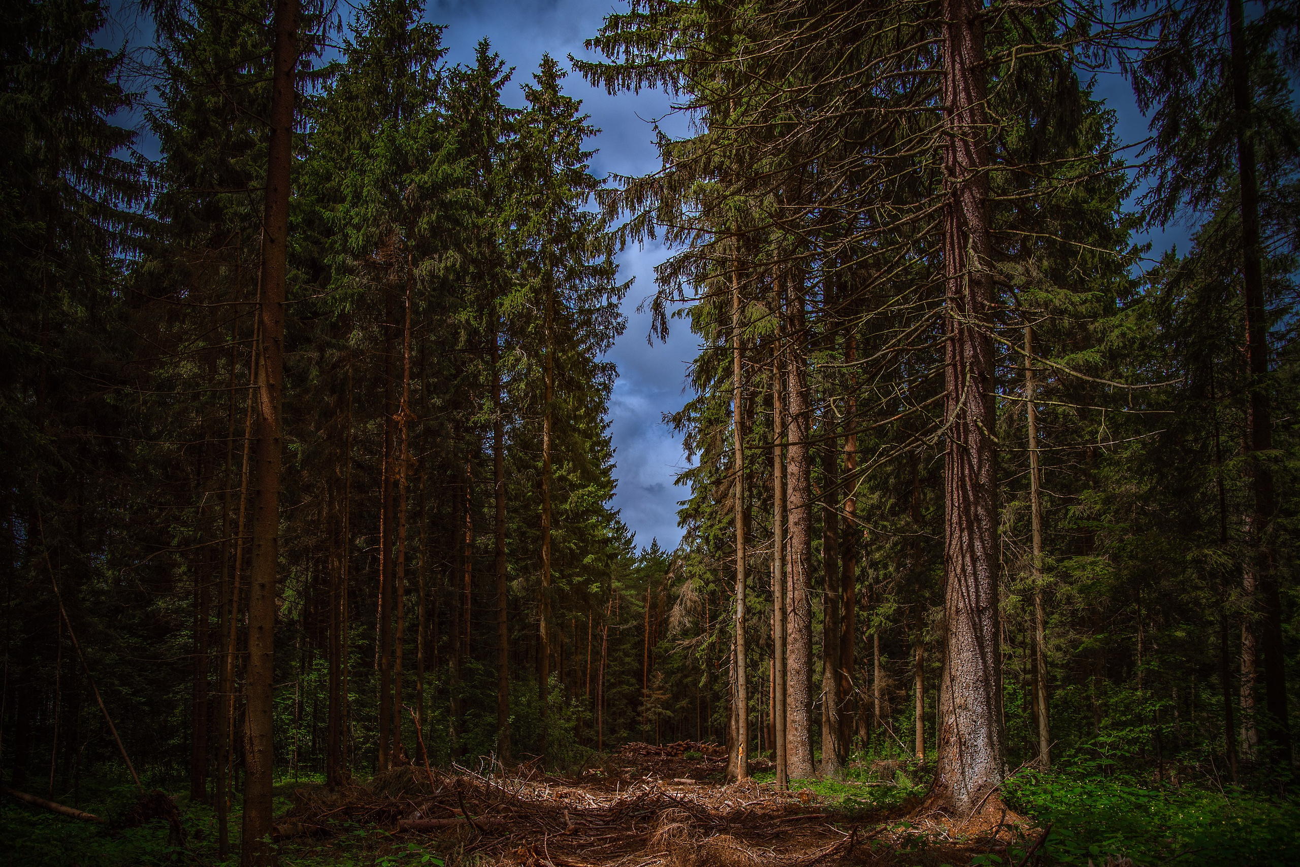 Goblincore, природа, фэнтези, нечисть, лес, гоблинкор, эльфы, фотосессии, костюмированные