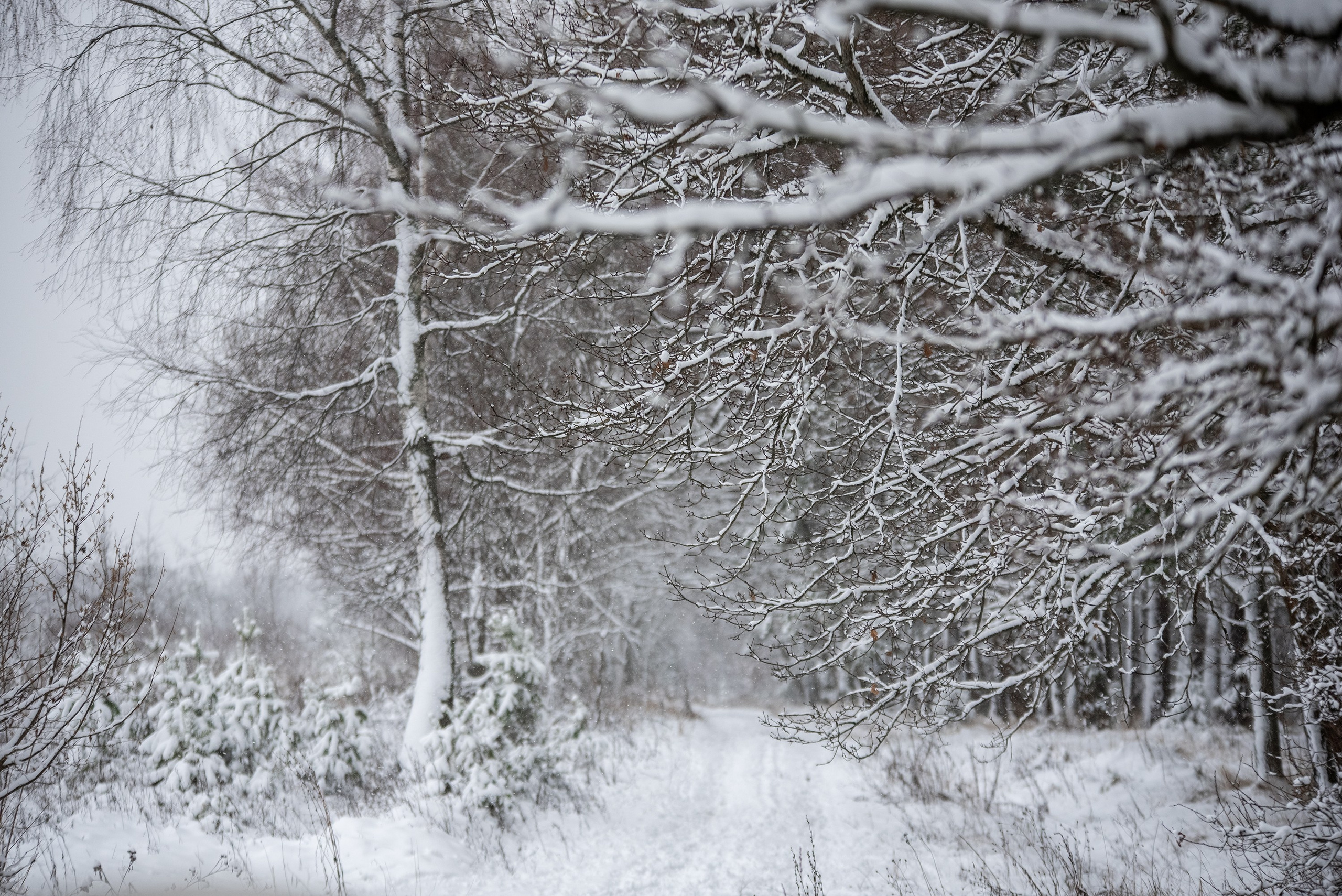 Природа. Съемки в стиле Goblicore и прочая нечисть. Конный фотограф из Москвы Ирина Бондаркова
