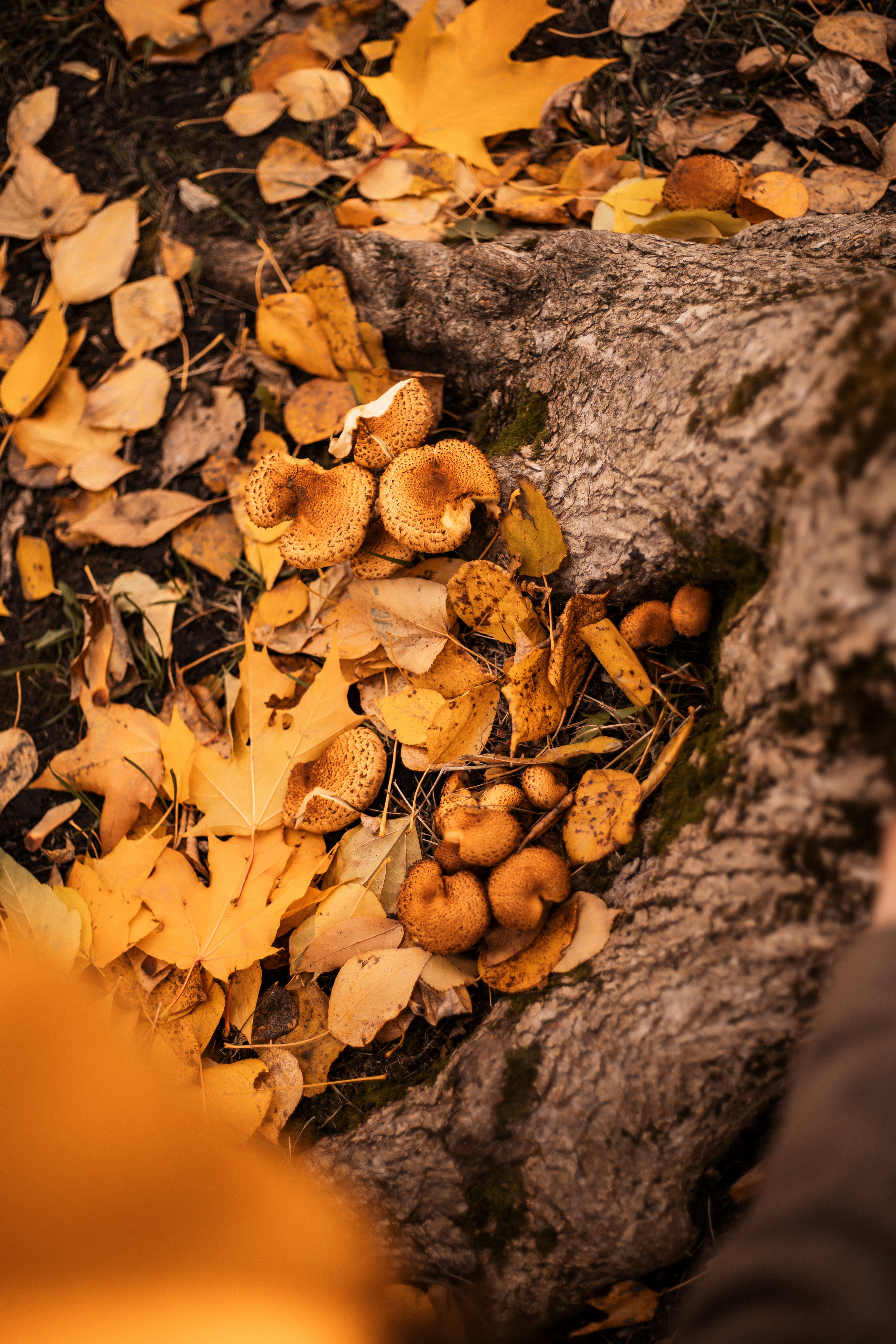 Аня и её семья. Фотограф Алина Филимонова Тверь