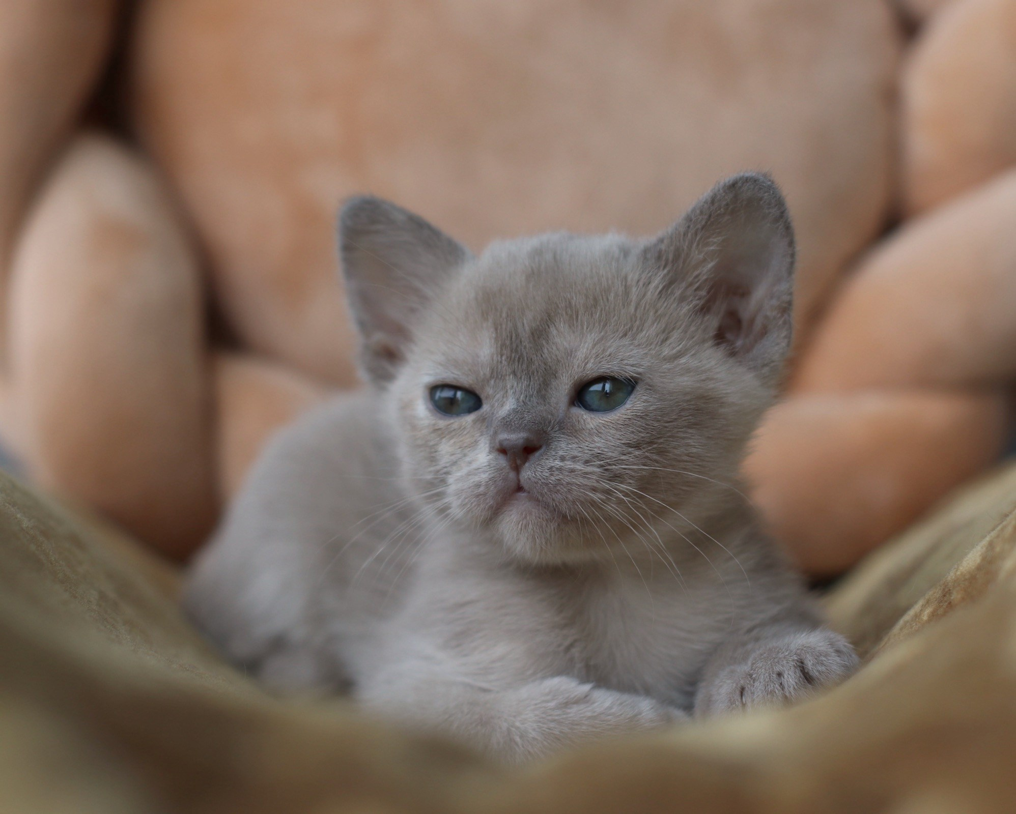 Diva BurLabella, лиловокремовая девочка