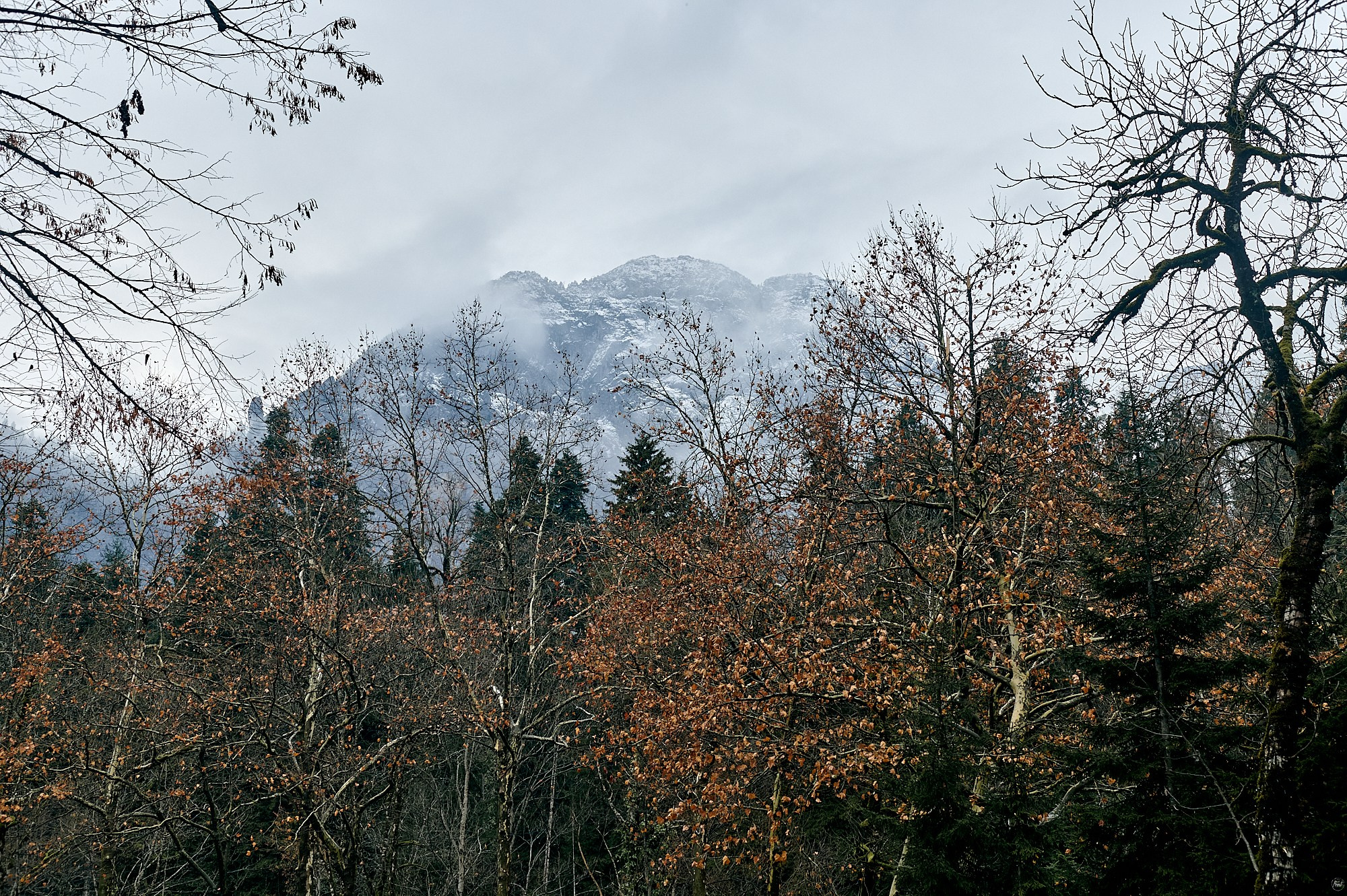 Озеро Рица, Абхазия. Декабрь 2024. Фотографии отовсюду и обо всем