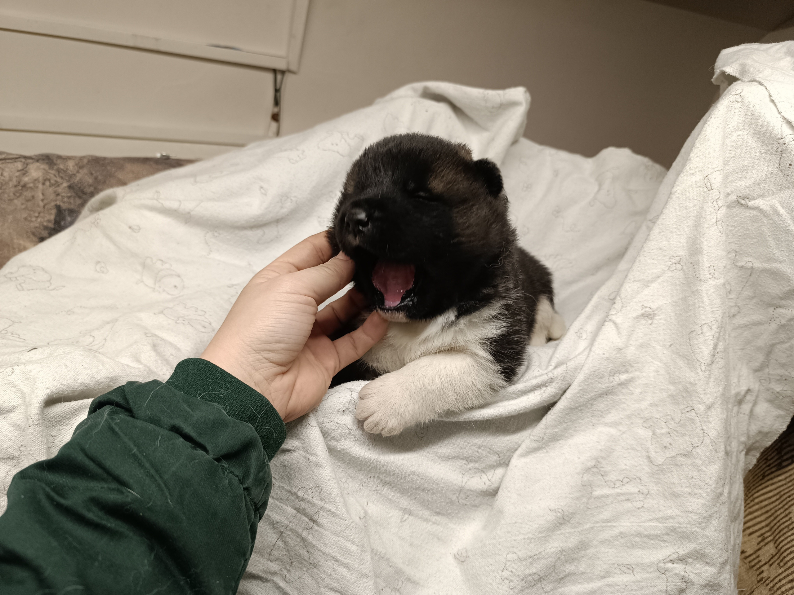 Американская акита  щенки питомник Санкт-Петербург клубные щенки Американская акита питомник RUBYLIGHT Рубилайт купить щенка американской акиты