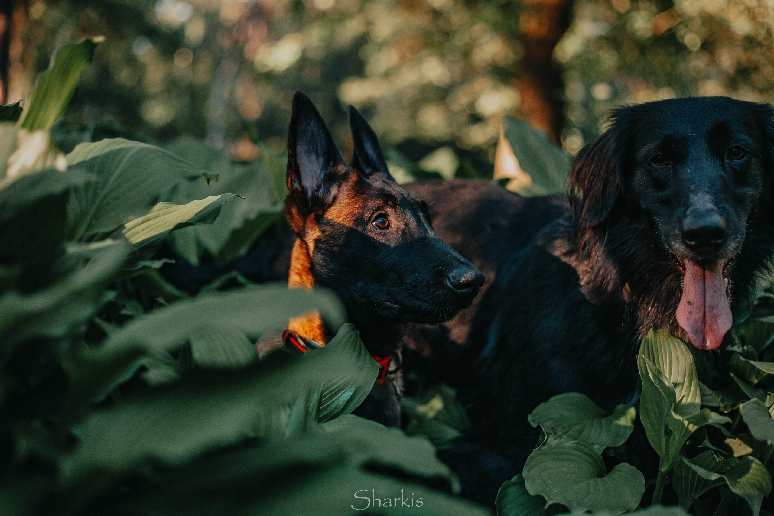 Шмель и Дрель. Фотограф Елизавета Филатова