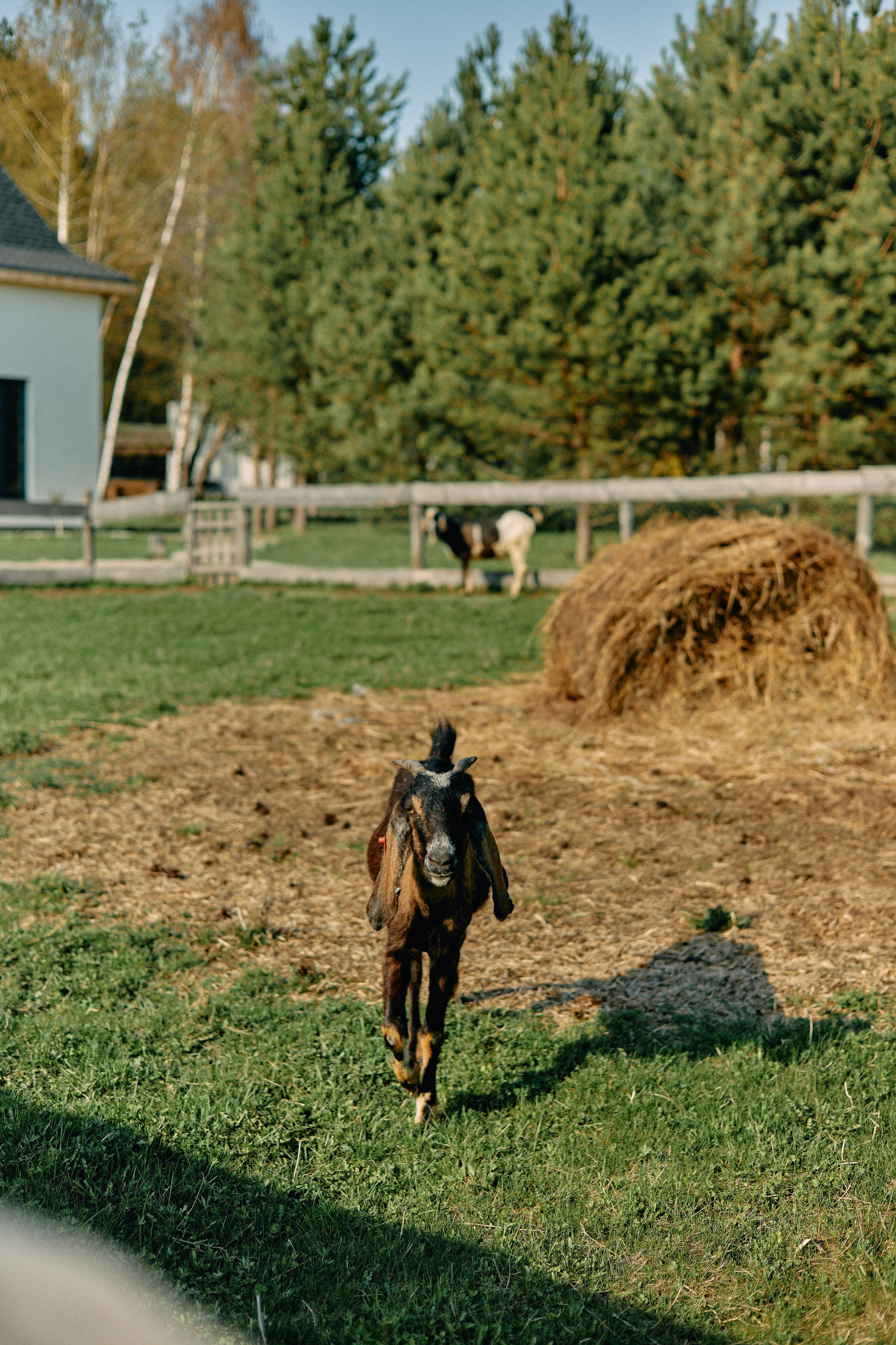 Бутик-отель Поле летом. Профессиональный Фотограф во Владимире, в Москве и в Суздале — Полина Романычева