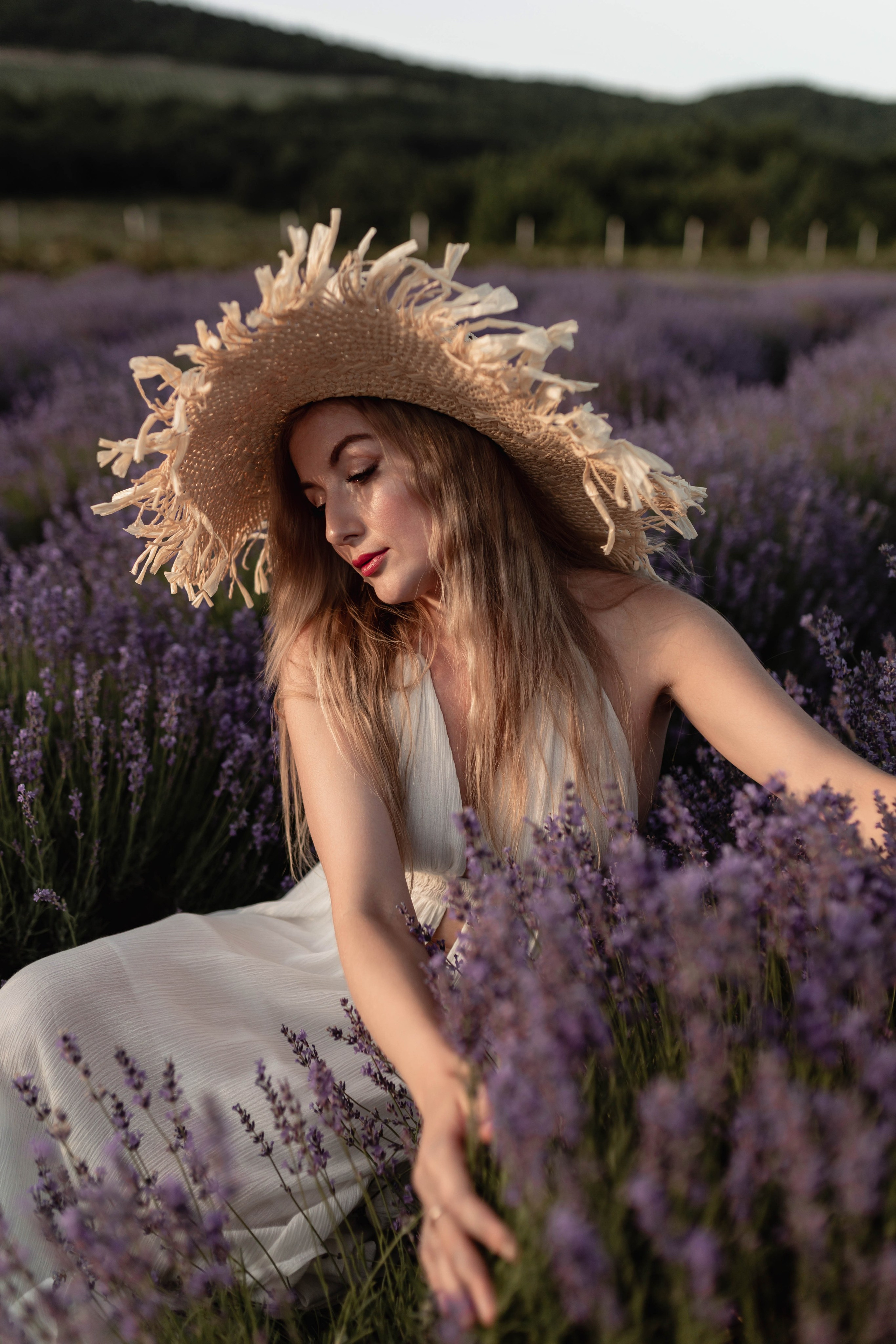 Лаванда. Фотограф Трифон Мира