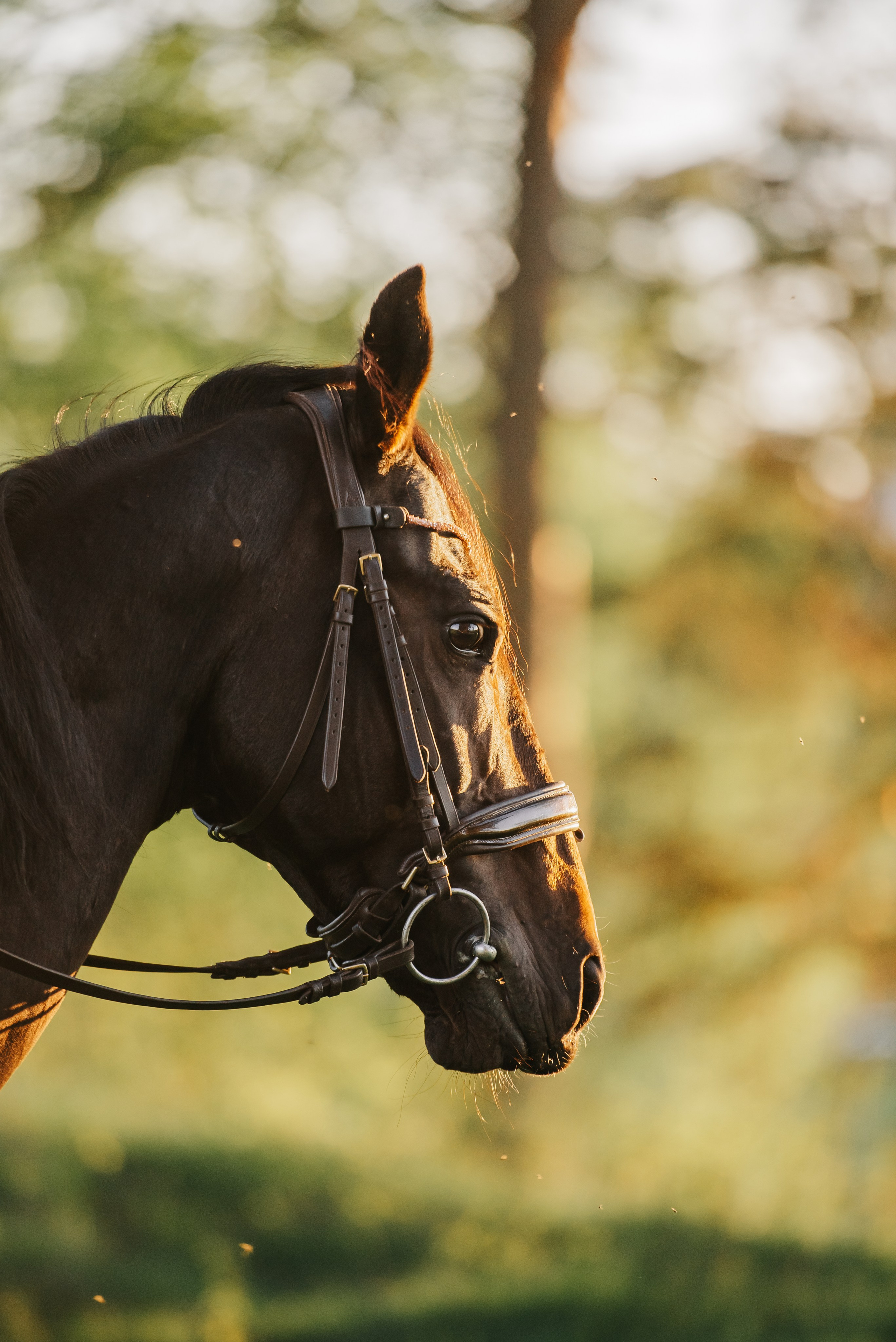 Серия с лошадью: Алина и Тархун (Москва, 2024). Анна Пушина, фотограф, Москва, Королев, Пушкино