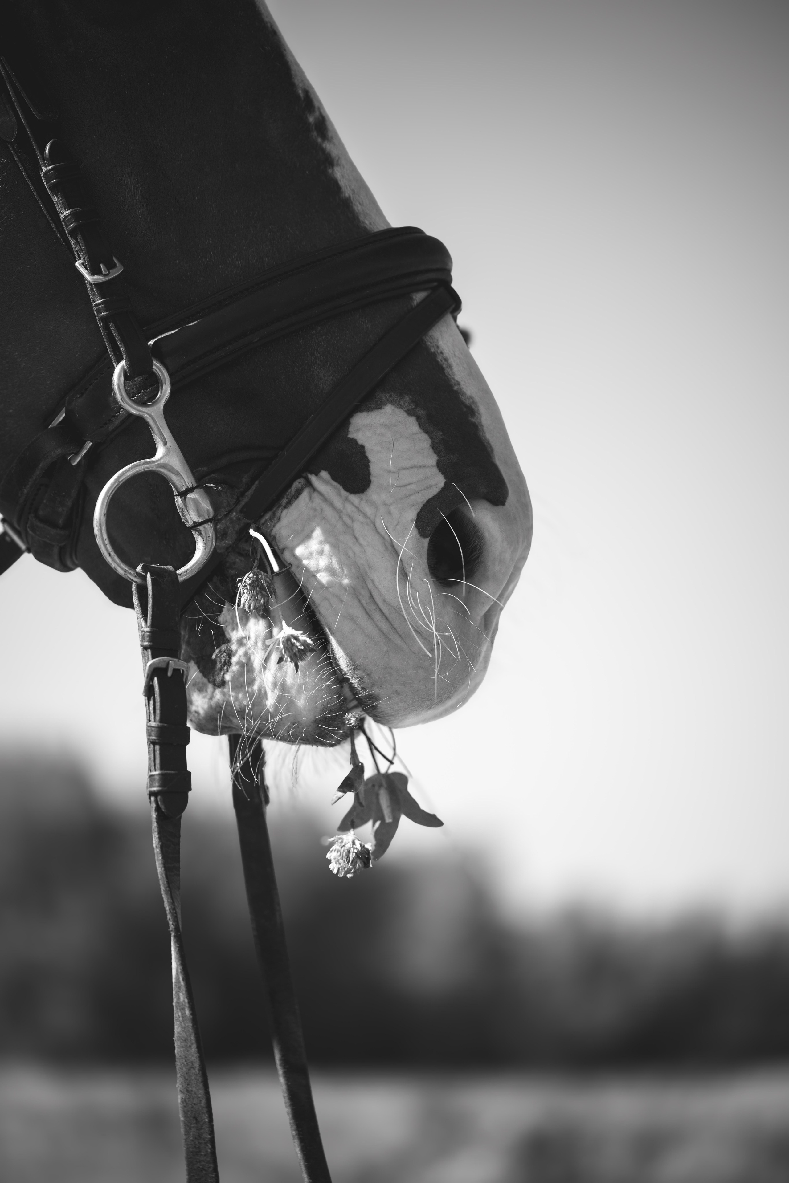 Виктория и Лео. Фотограф Анималист в Москве Анастасия Жучкова