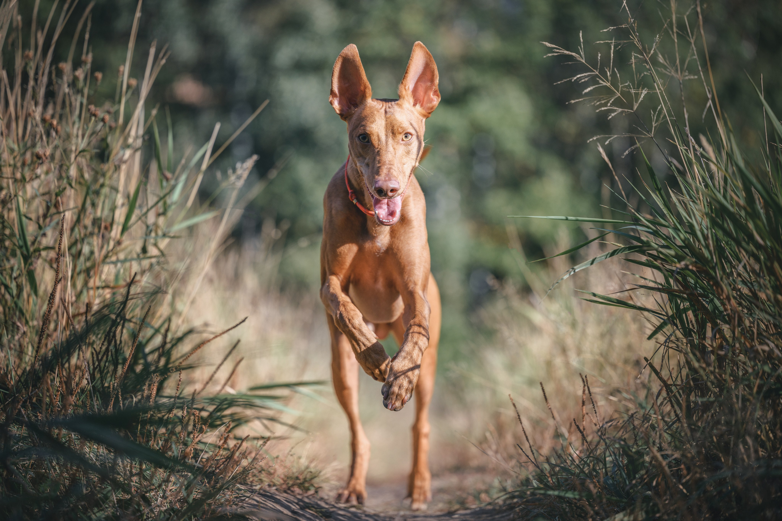 Чирнеко. Лесная прогулка. Фотограф Анималист в Москве Анастасия Жучкова