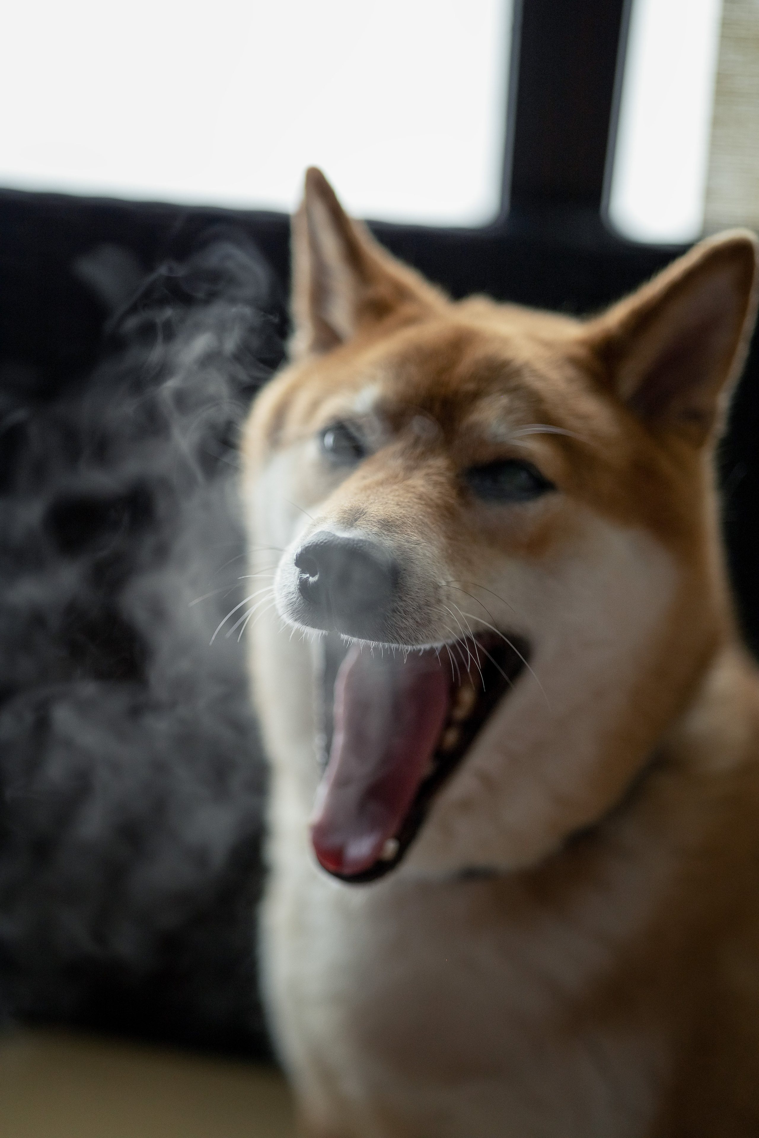 Марс и Алекс. Портретная съемка дома, на улице, в студии