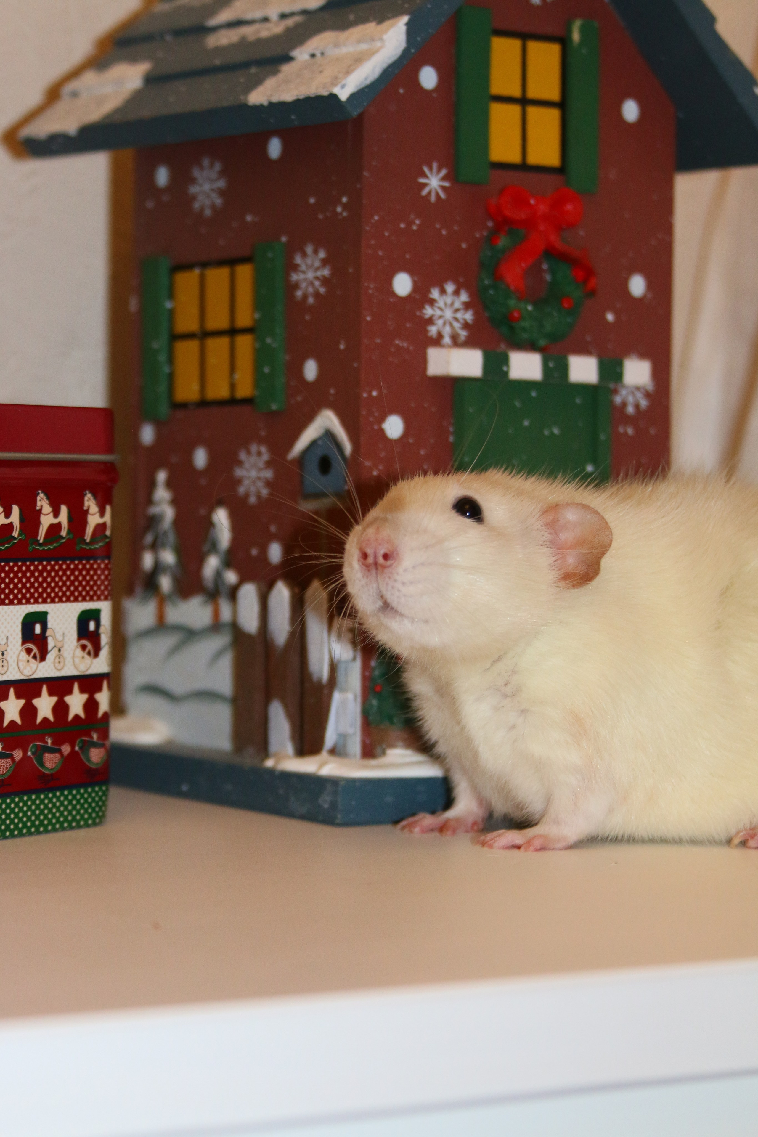 Съемка с питомцем