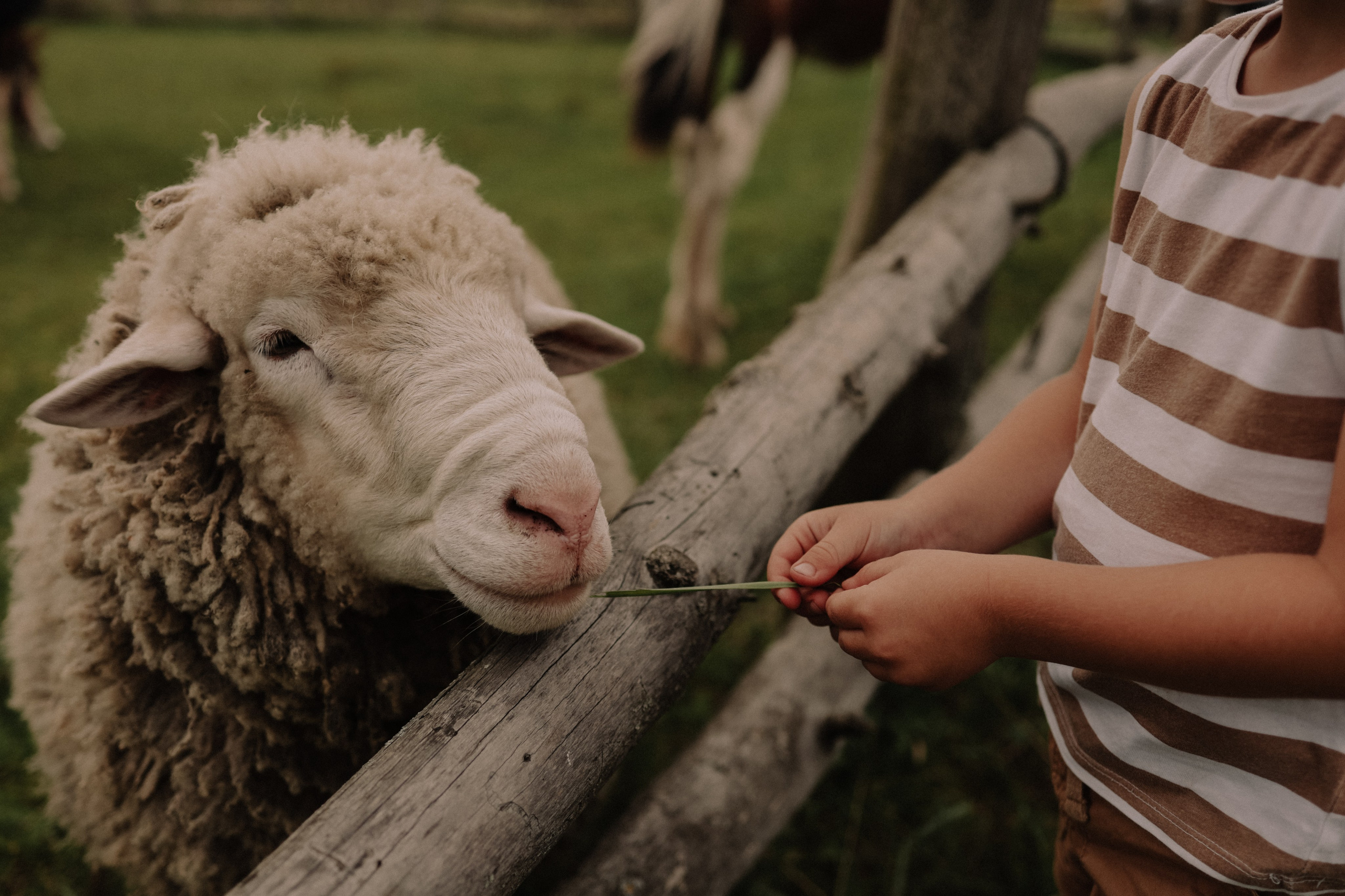 Семейная. Photographer Oseiko Nadezhda