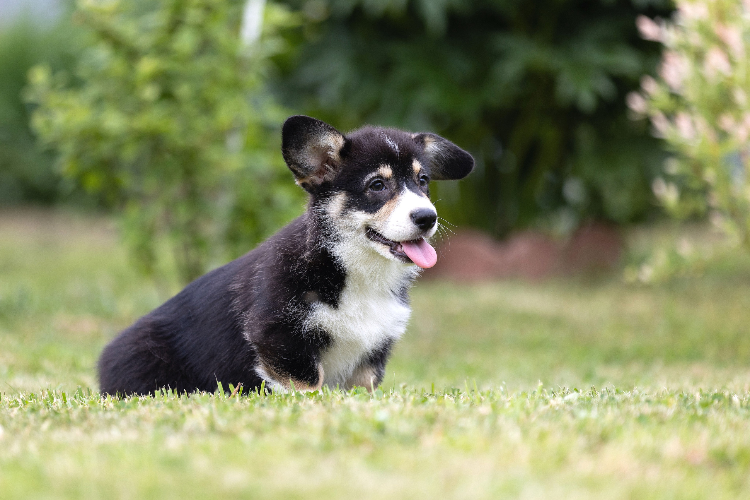 Свободные щенки. Главная