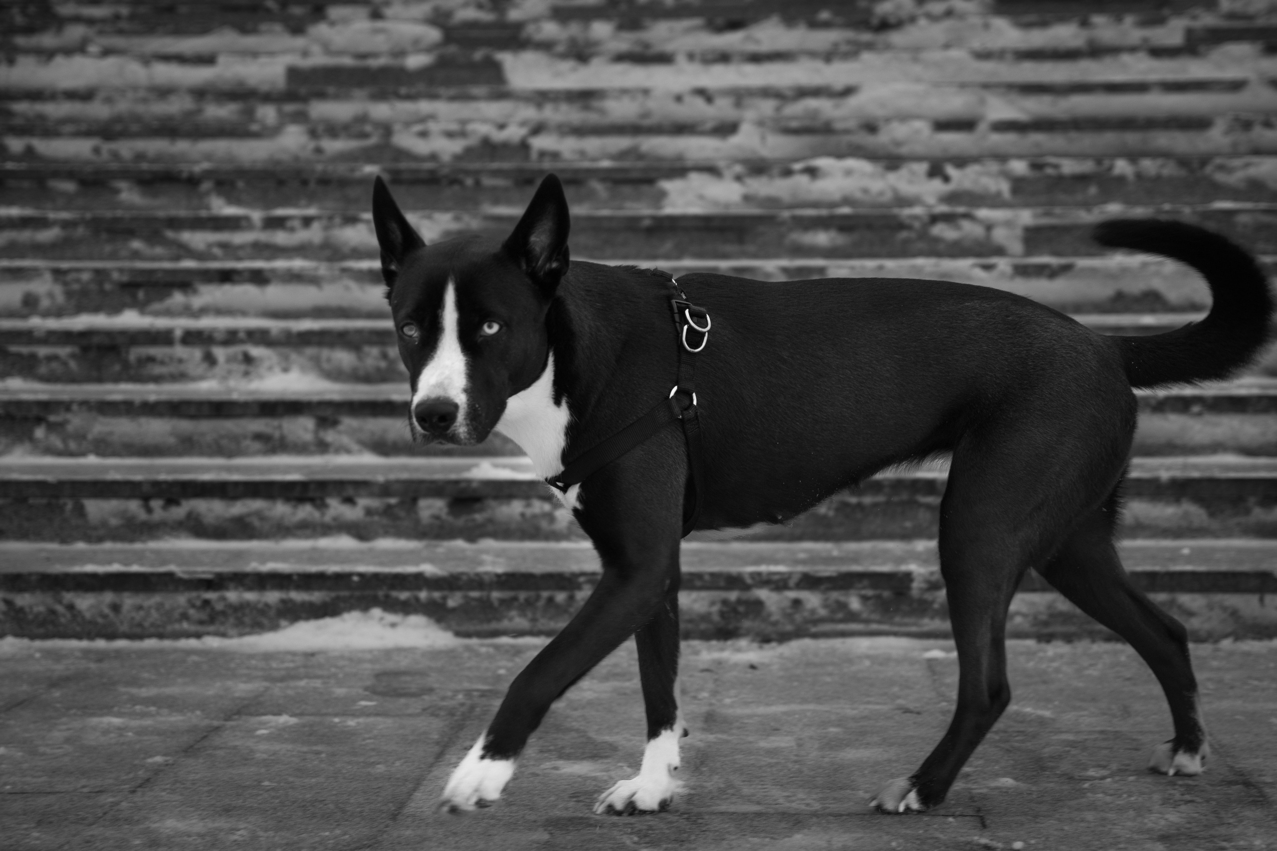 Фаёз Фуркатов. Маслухин Дмитрий — Ваш Фотограф