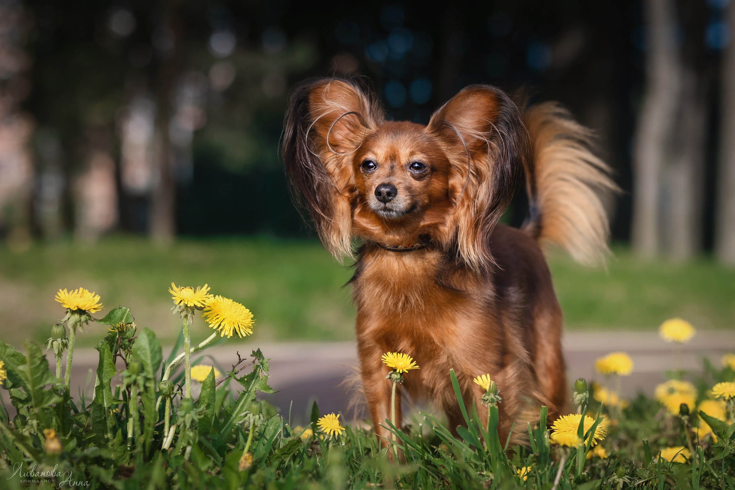 Лена и тойчики. Фотограф анималист Аня Ливанова | Рыбинск