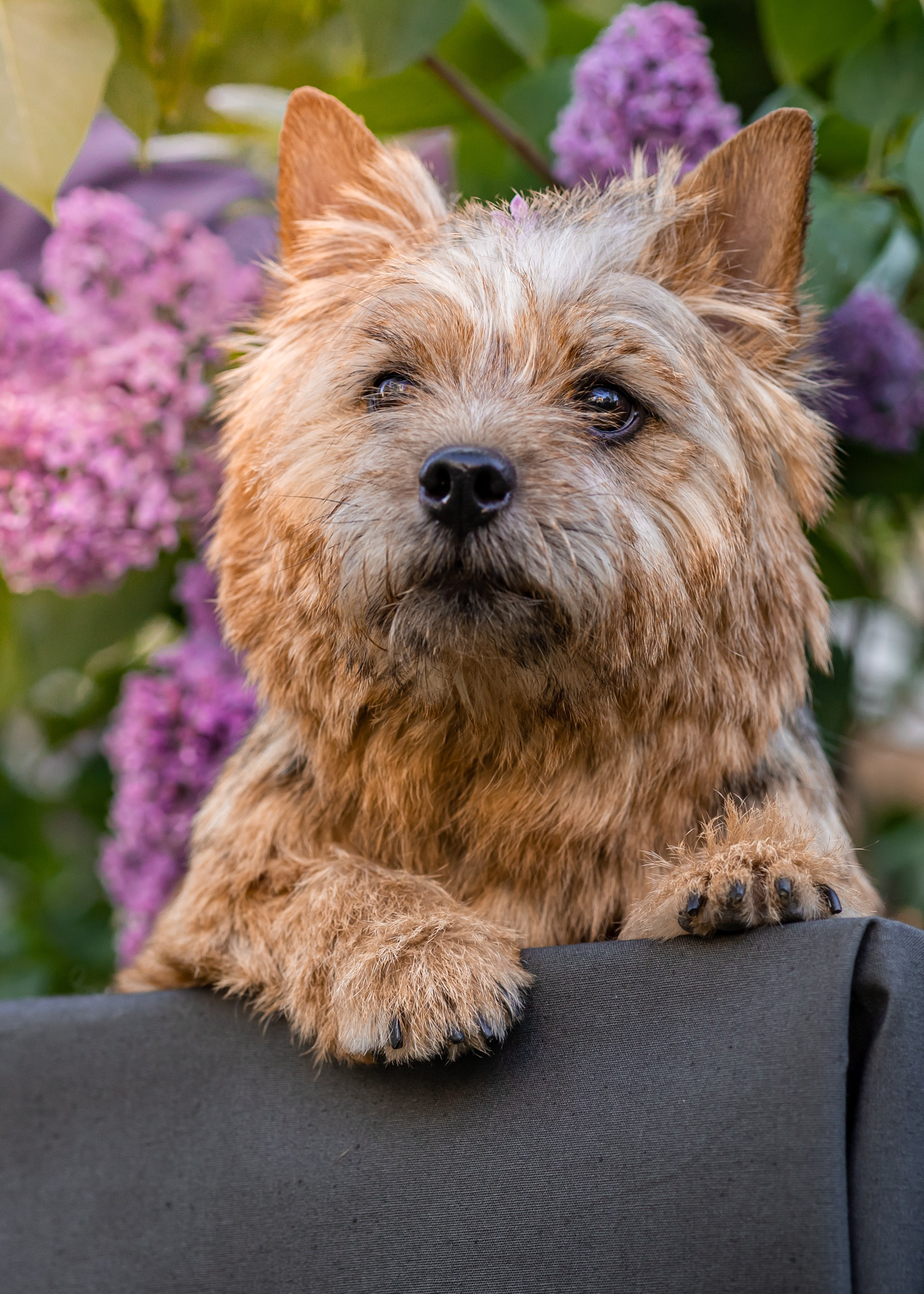 Сирень. Фотограф анималист Аня Ливанова | Рыбинск