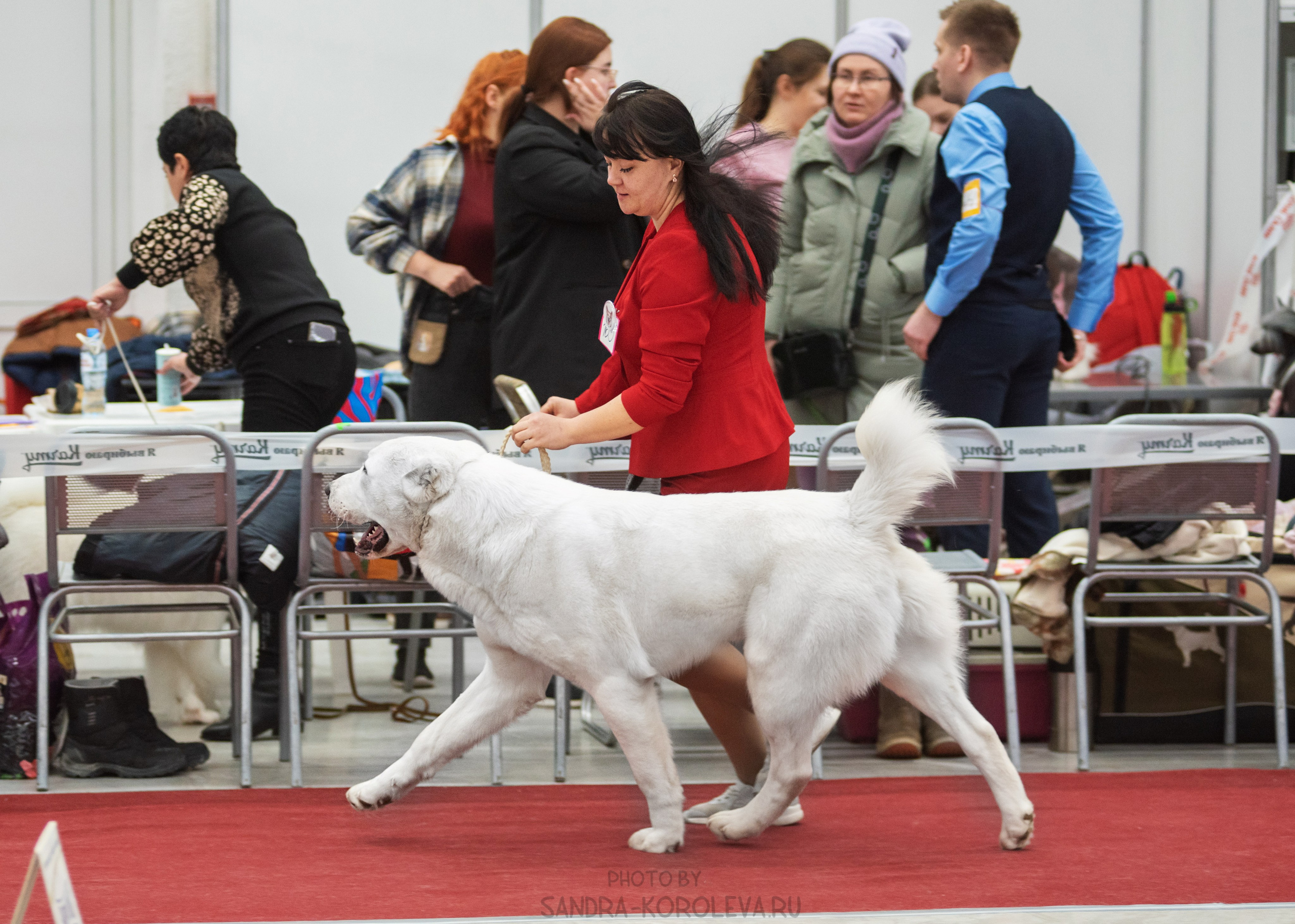 Выставка собак тюмень 14.01.2023. Дог-фотограф в Тюмени Александра Королева