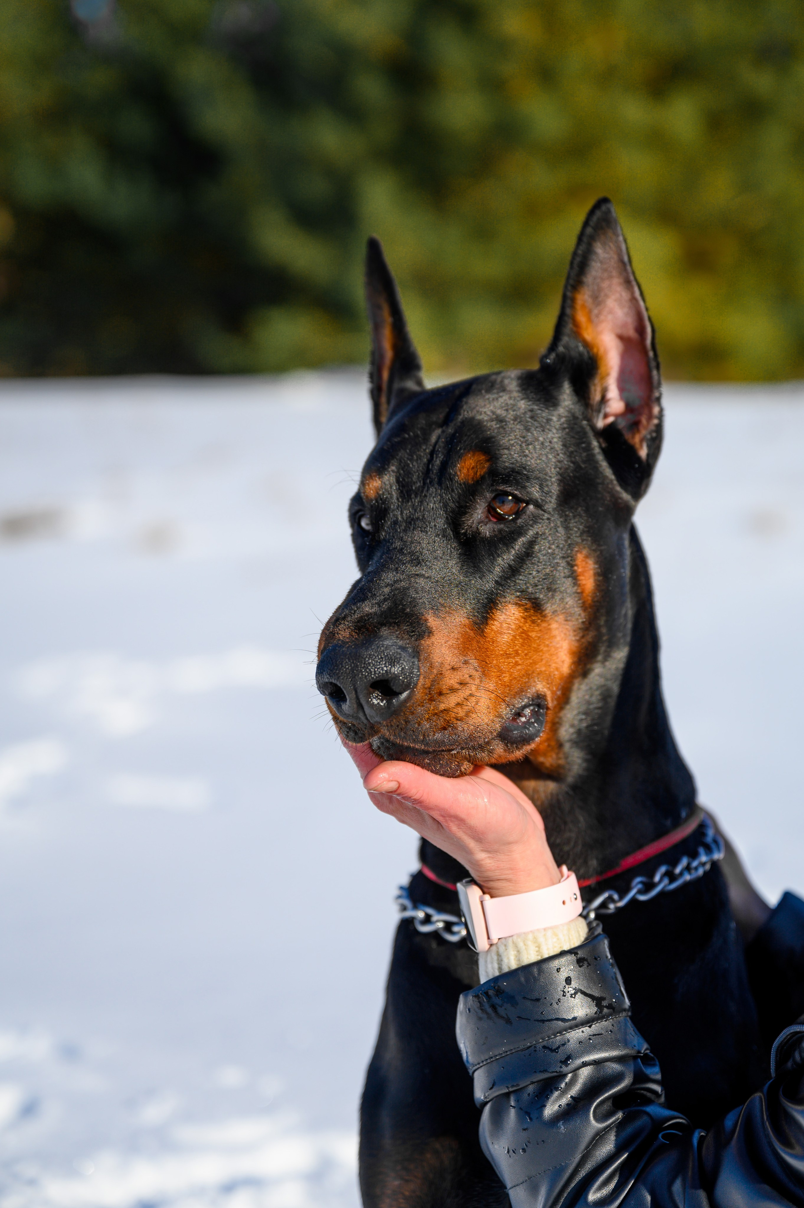 Доберман Рэн. Bazarkom-photo.ru Фотограф Виктор Оськин в Старом Осколе