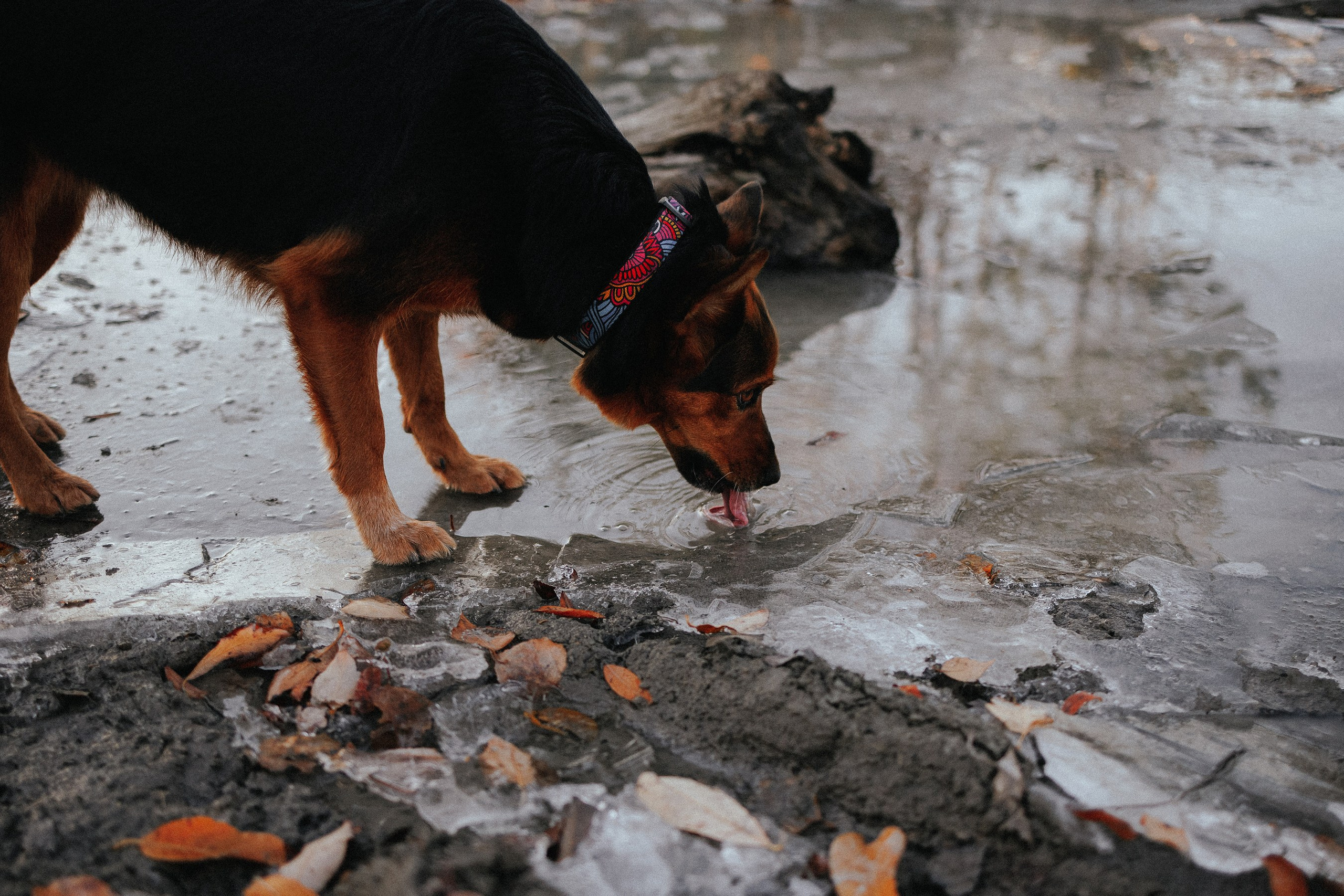 Марина и Ёлка. Фотограф Наталья Потапова