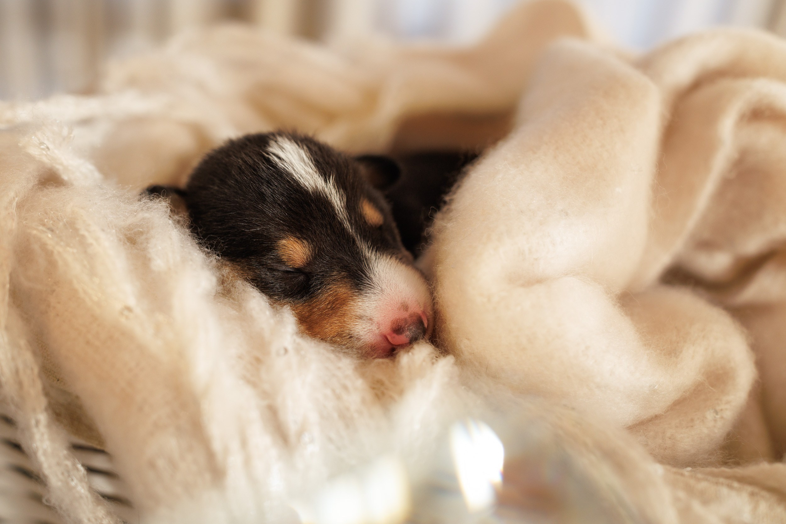 Короткошерстные колли в 2 недели. Фотограф-анималист в Москве и Московской области Татьяна Фролова