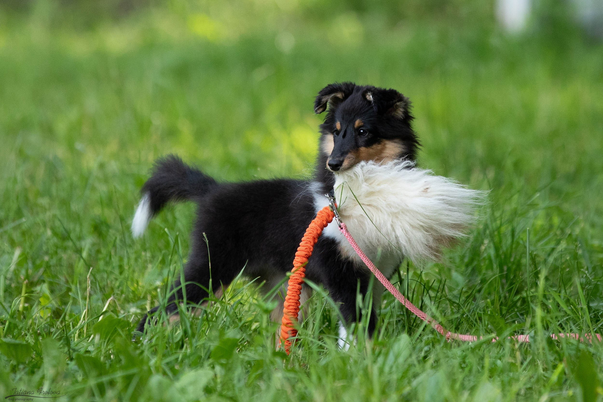 Репортаж с выводки молодняка колли/шелти в Ясенево. Фотограф-анималист в Москве и Московской области Татьяна Фролова