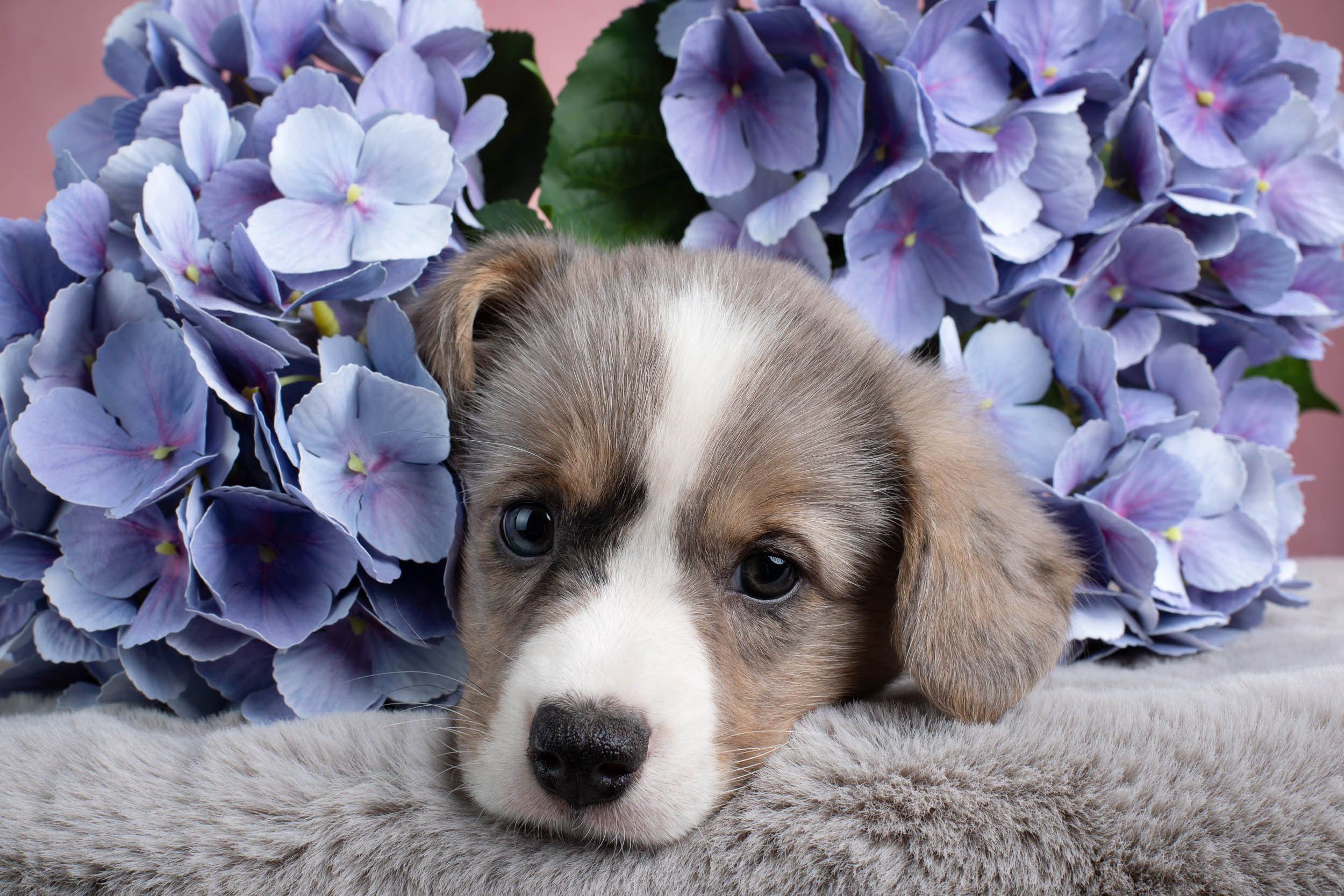 Съемка щенков на розовом фоне. Фотограф-анималист в Москве и Московской области Татьяна Фролова