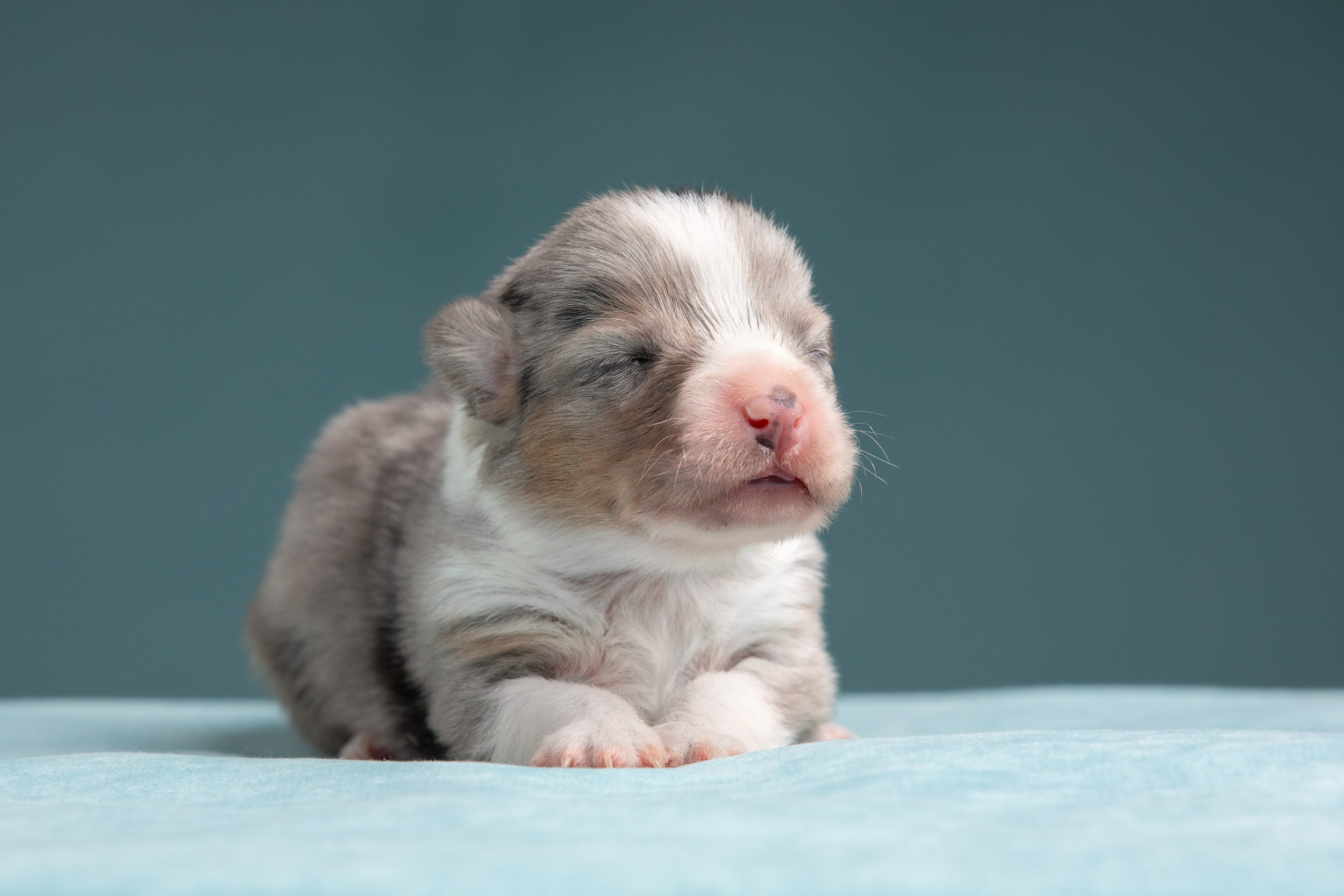 Ньюборн фотосъемка для помета вельш корги кардиганов. Фотограф-анималист в Москве и Московской области Татьяна Фролова